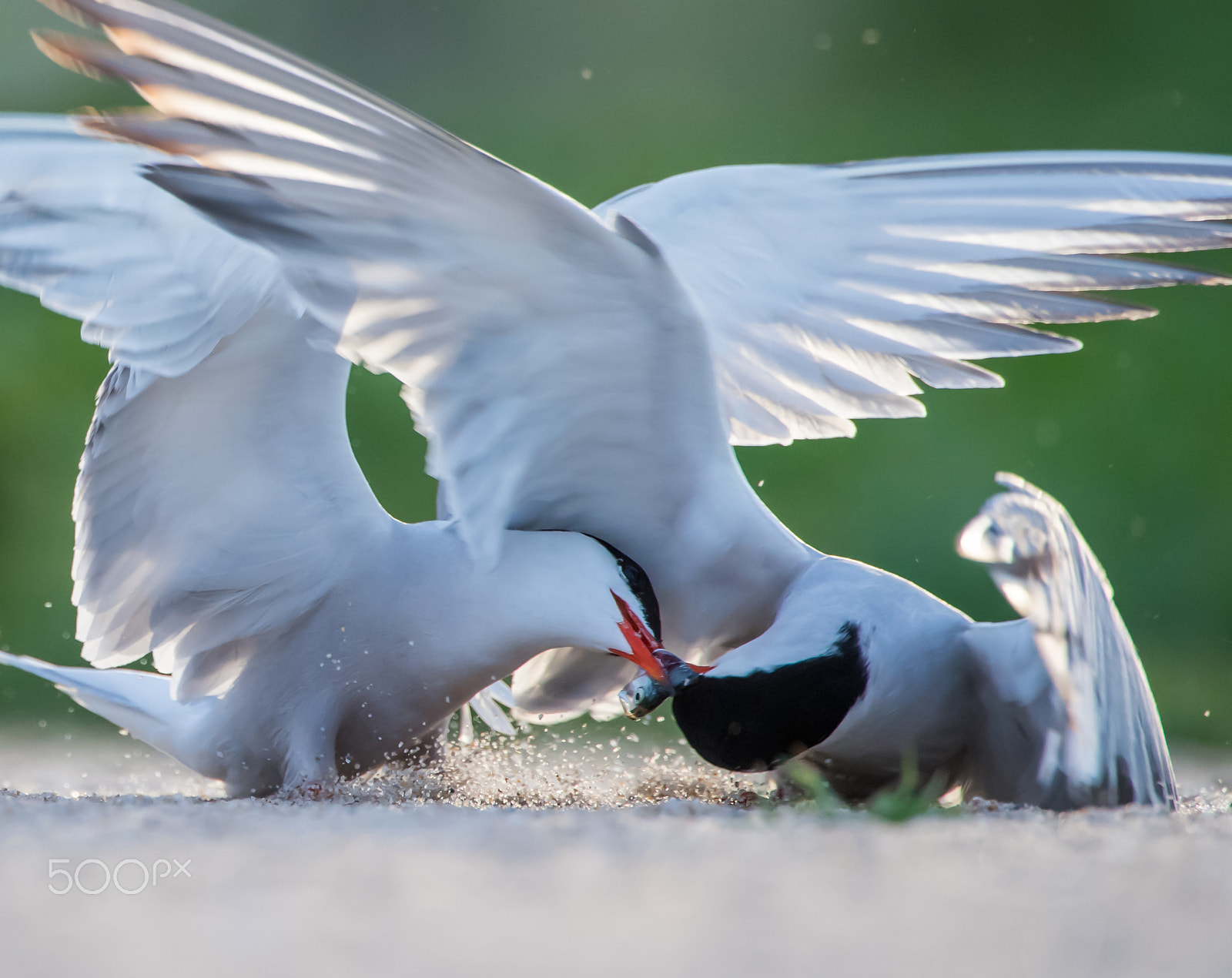 Nikon AF-S Nikkor 400mm F2.8E FL ED VR sample photo. Sharing photography