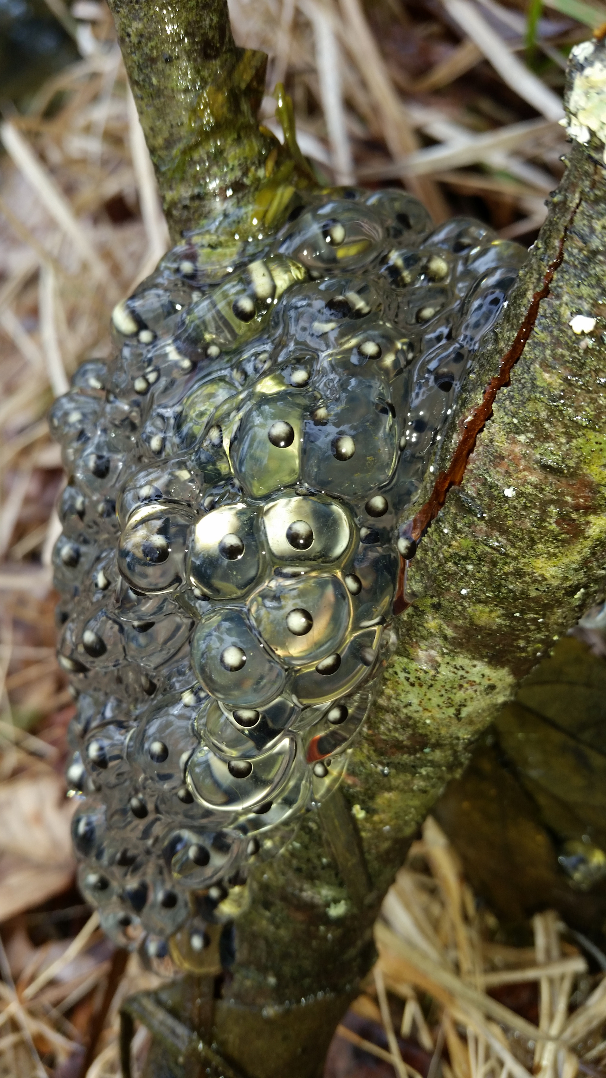 Samsung Galaxy S5 K Sport sample photo. Frog eggs.  photography