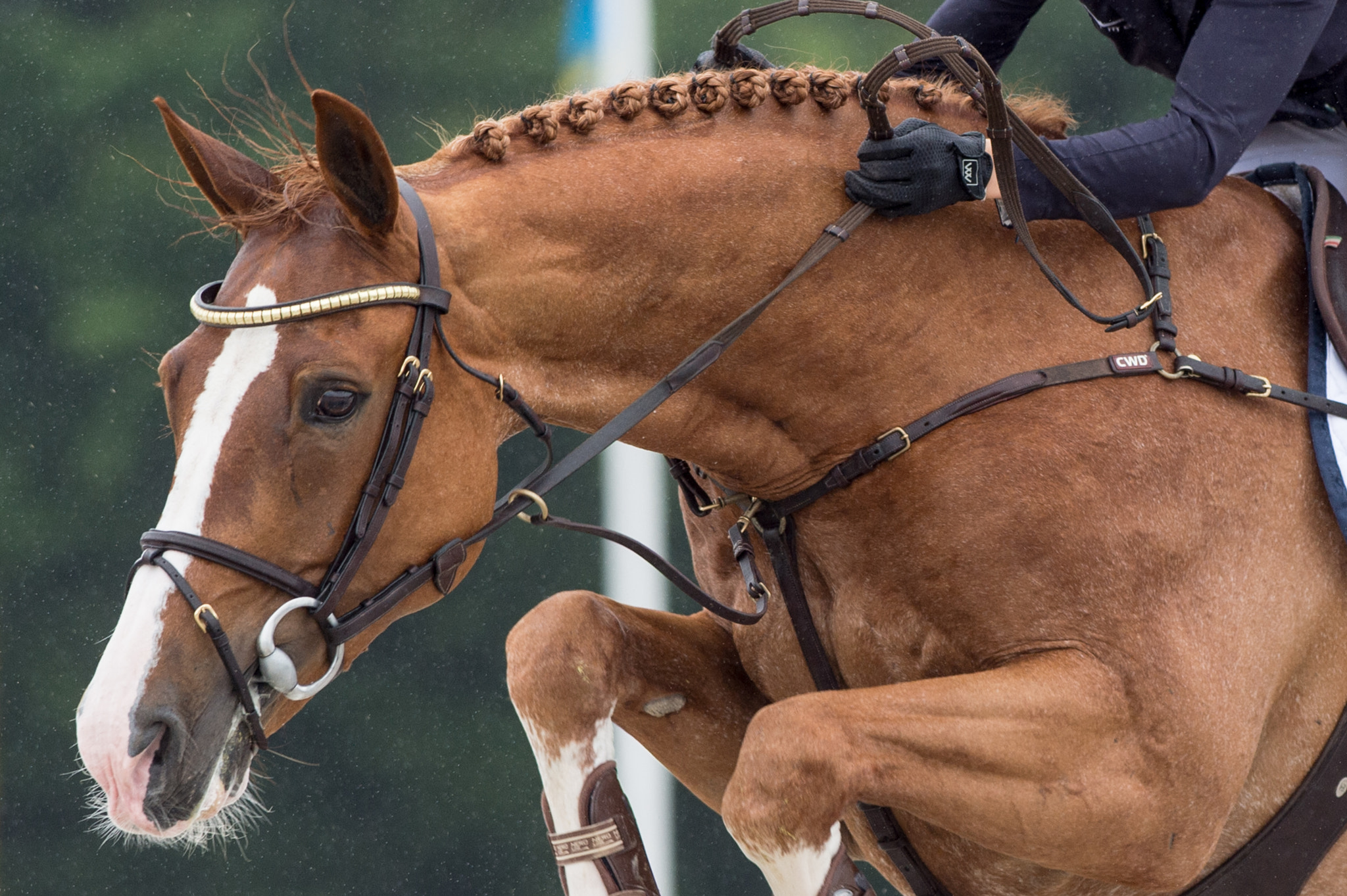 Nikon AF-S Nikkor 300mm F2.8G ED VR II sample photo. Showjumper photography