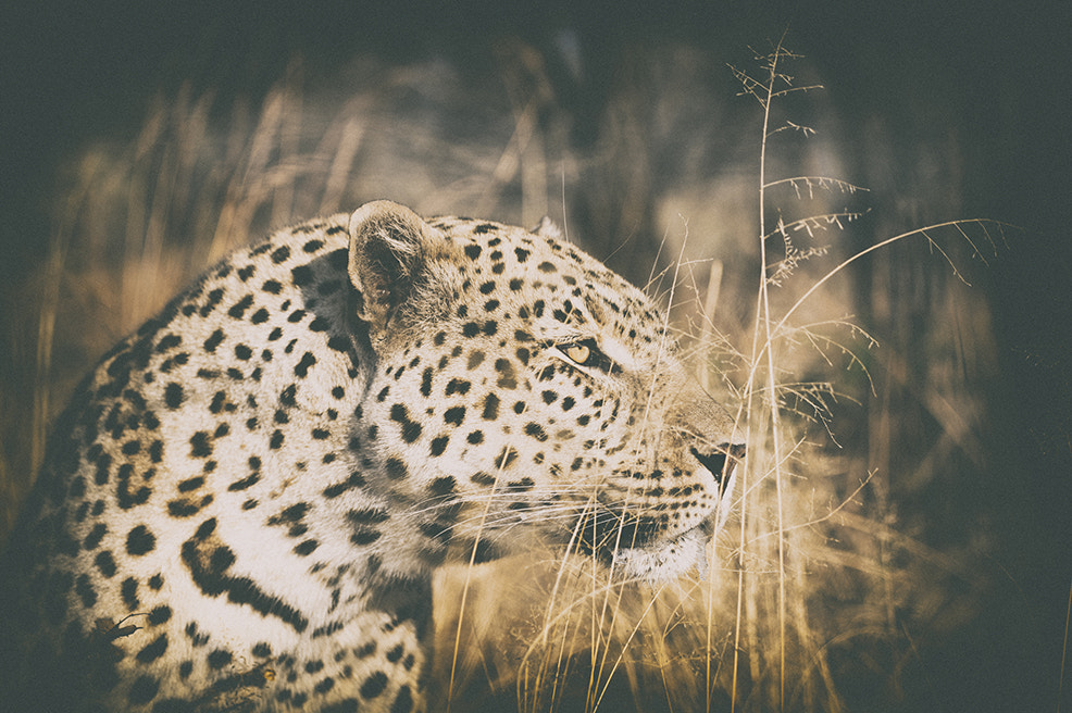 Nikon Df sample photo. Leopard photography