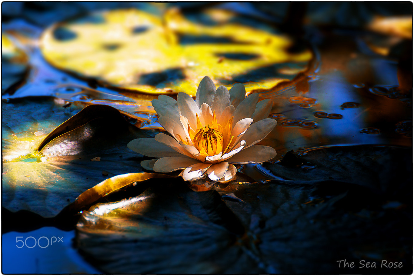 Tamron SP 35mm F1.8 Di VC USD sample photo. The sea rose photography