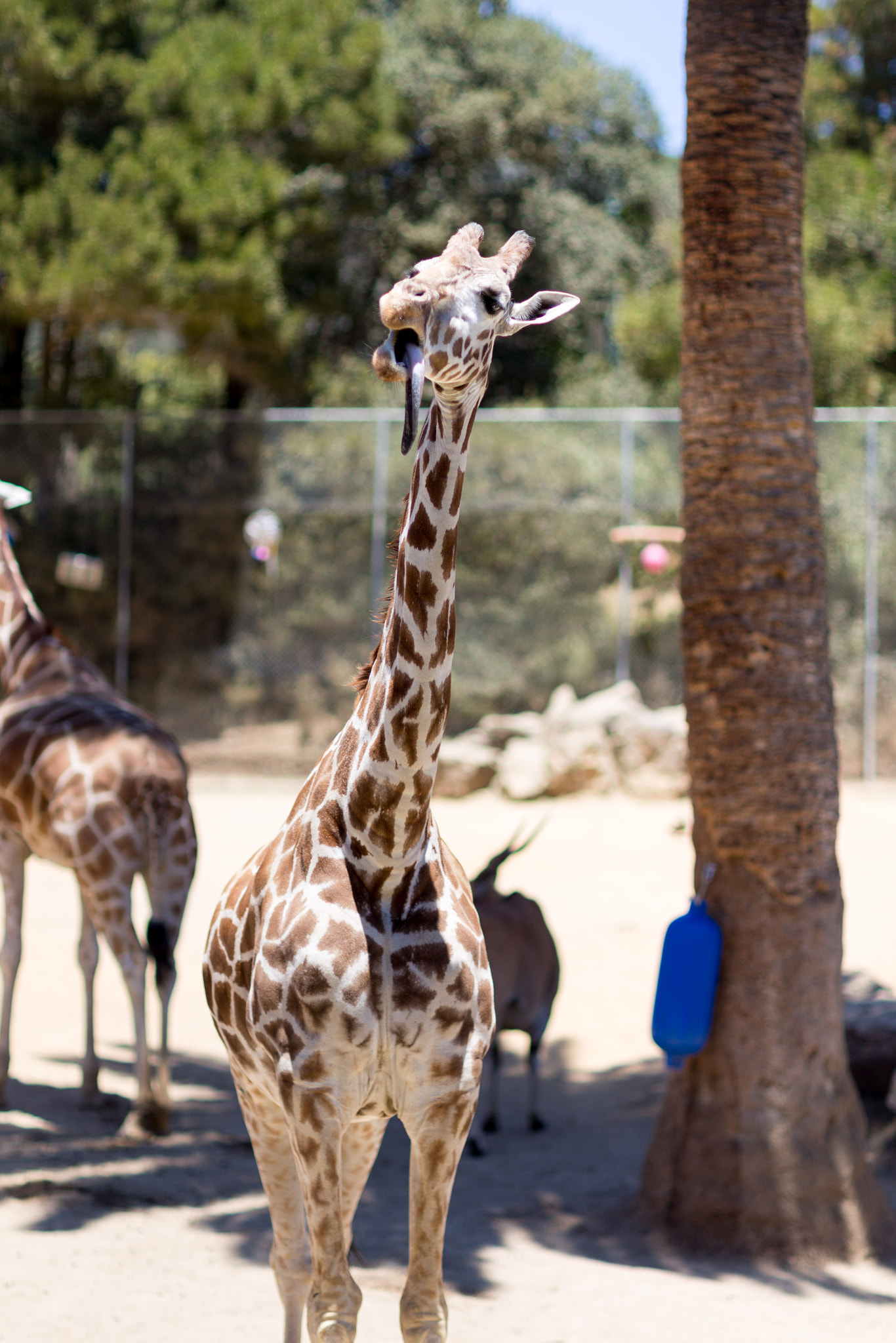 Canon EOS 6D + Canon EF 85mm F1.2 sample photo. Oakland zoo photography