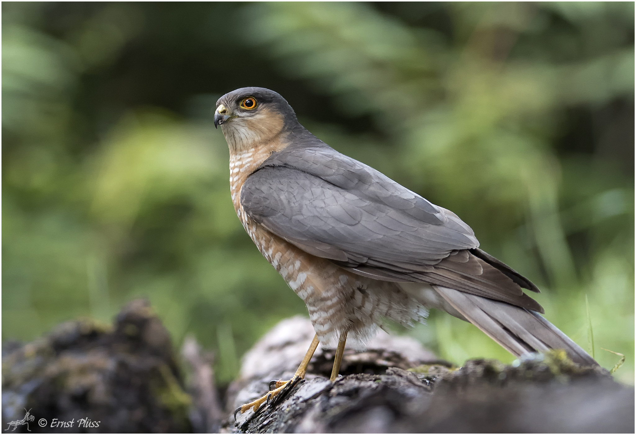 Nikon D5 sample photo. Eurasian sparrowhawk photography