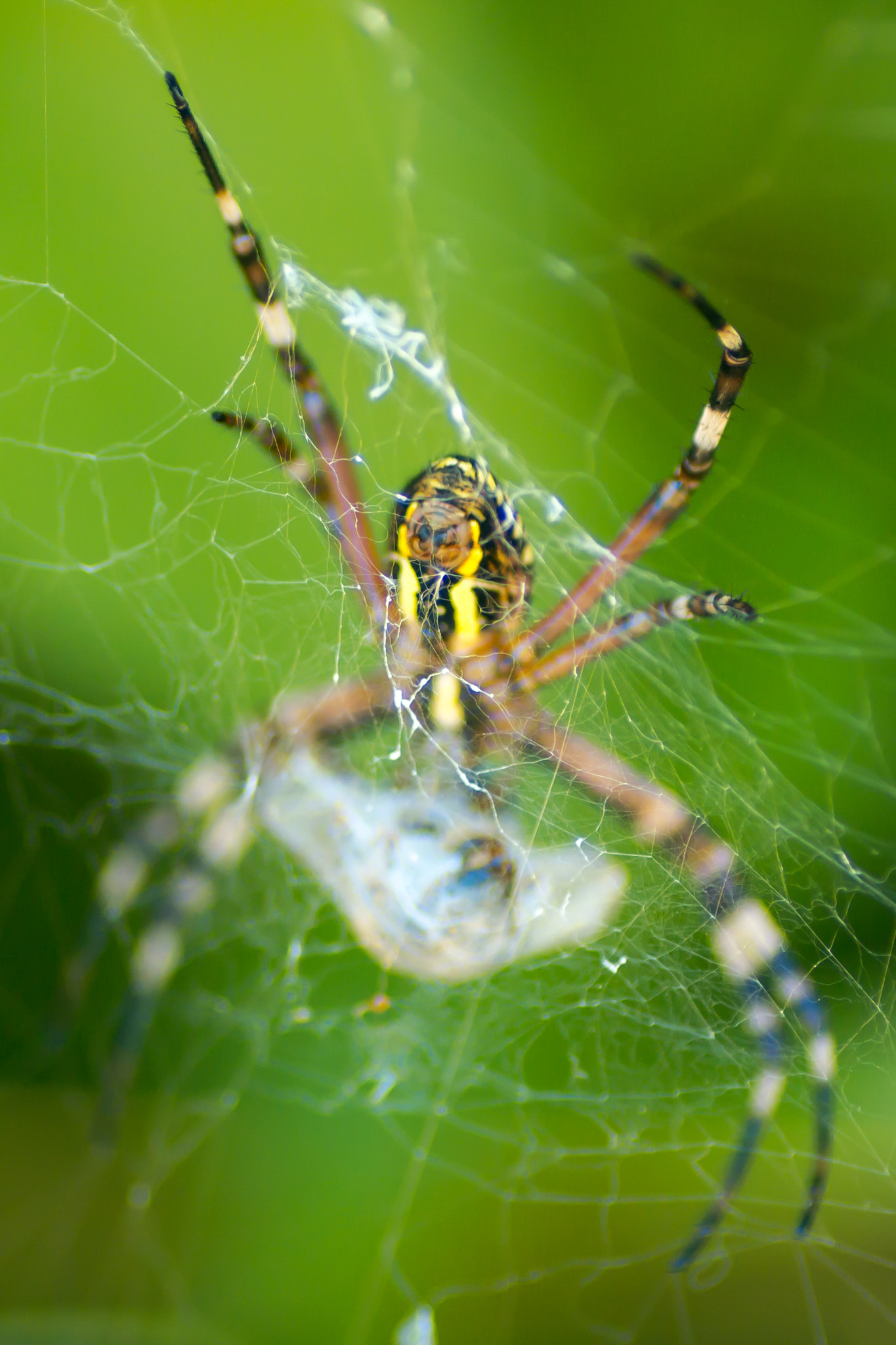 Canon EOS 700D (EOS Rebel T5i / EOS Kiss X7i) + Tamron SP AF 90mm F2.8 Di Macro sample photo. Spider photography