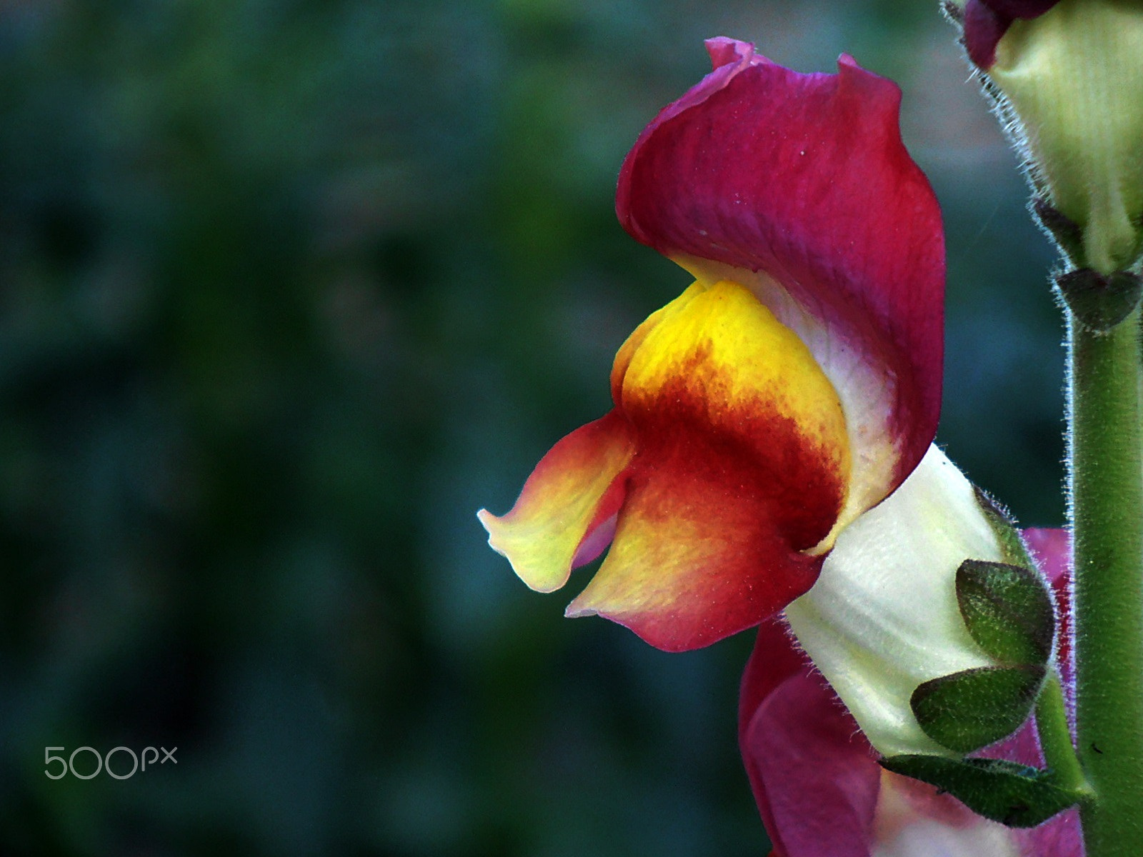 Olympus VR325,VR320,D725 sample photo. Summer colors photography