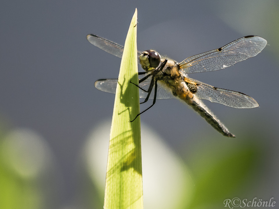 Panasonic DMC-G70 sample photo. Libelle photography