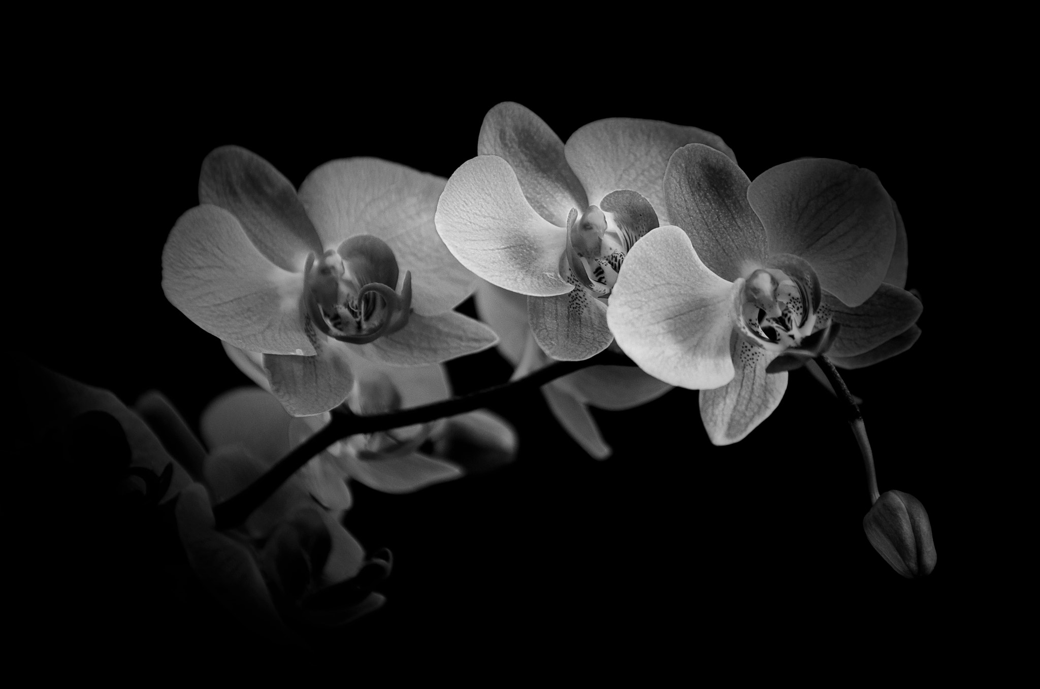 Pentax smc DA* 50-135mm F2.8 ED (IF) SDM sample photo. Cymbidium b&w photography