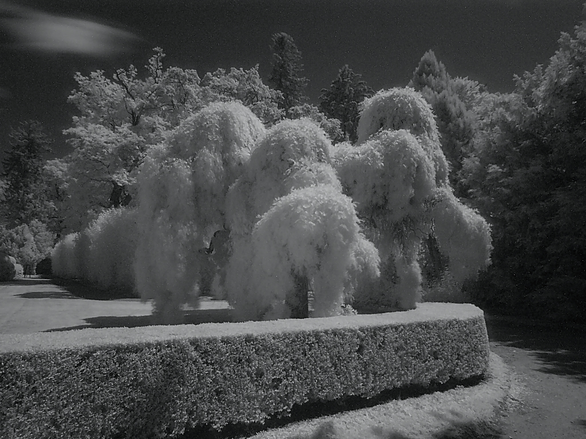Olympus E-30 sample photo. Infrared photo iii photography