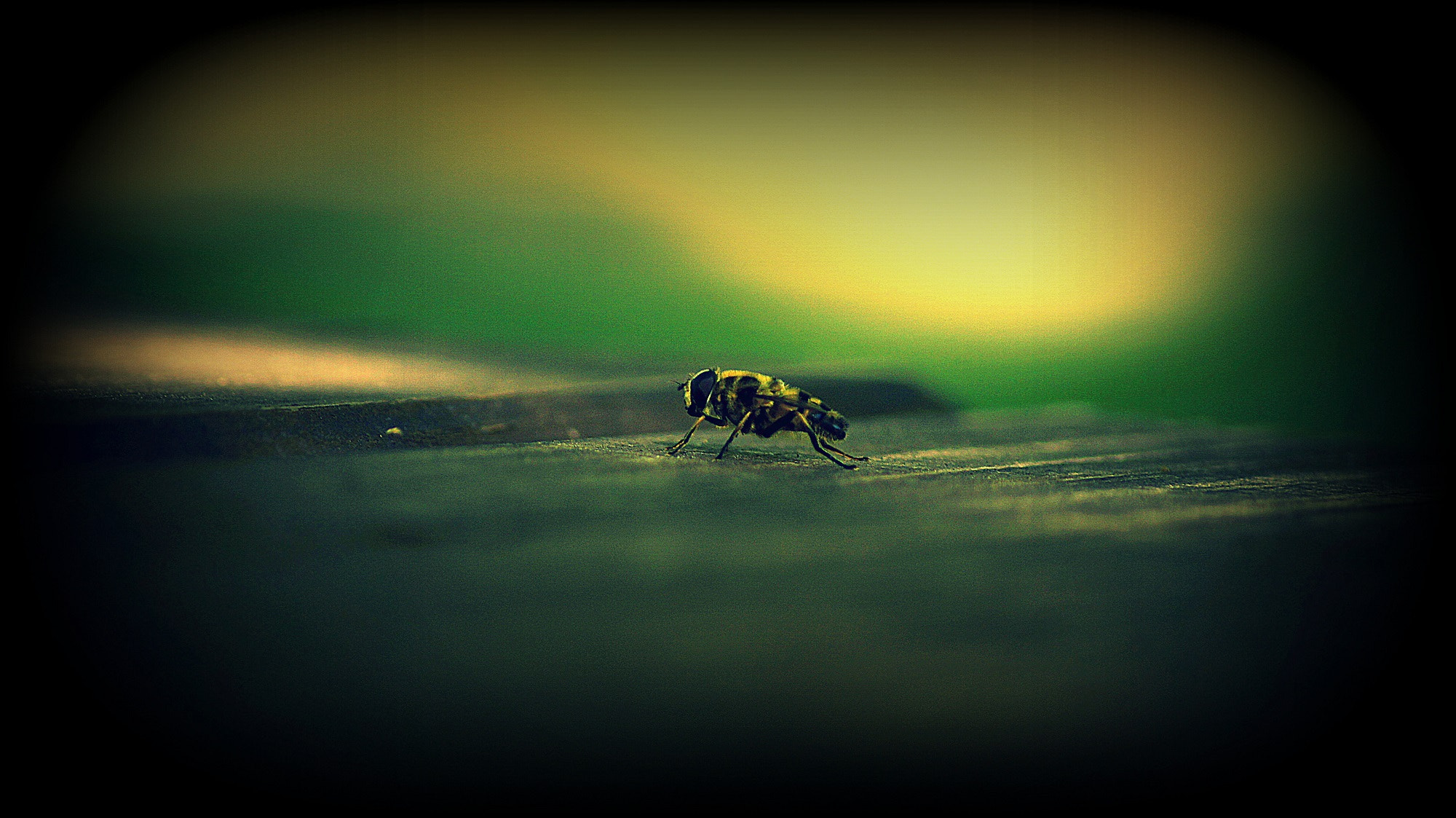 Sony DT 55-200mm F4-5.6 SAM sample photo. Flyy photography