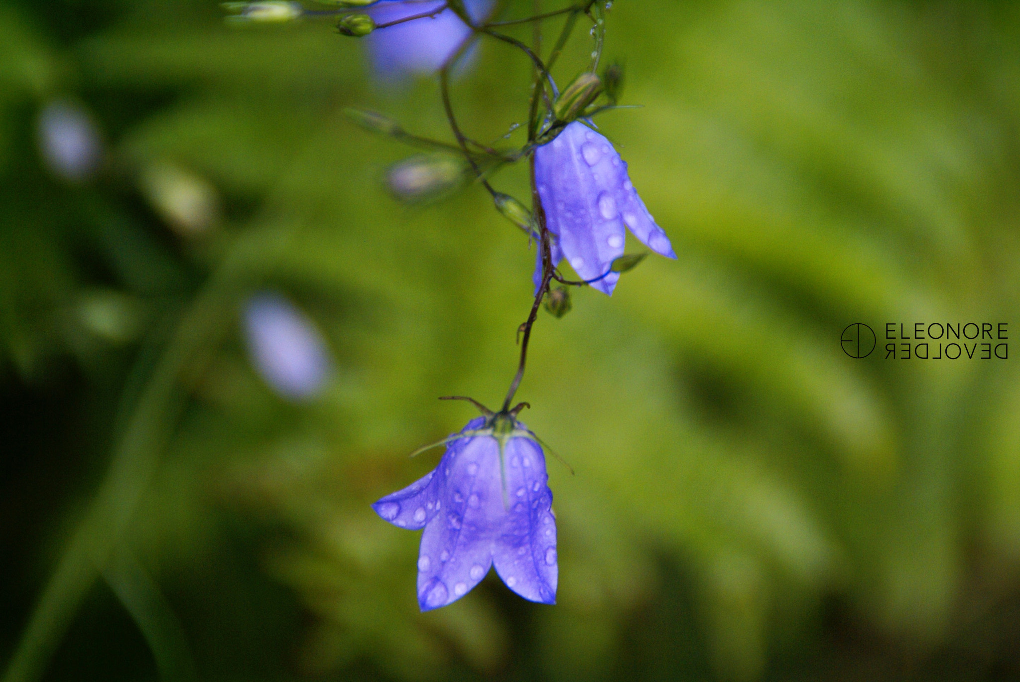 Sony Alpha DSLR-A100 sample photo. Bellflower photography