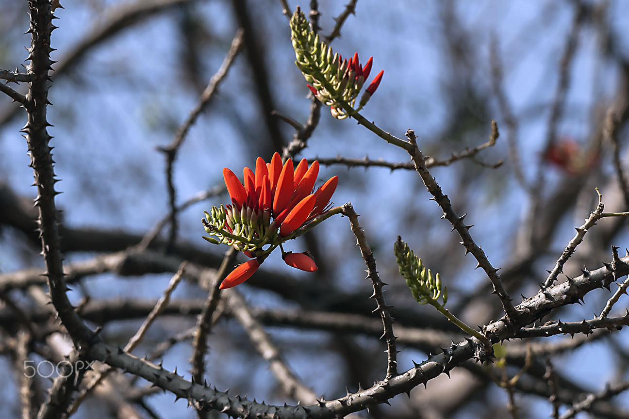 Nikon D80 sample photo. Red flower photography