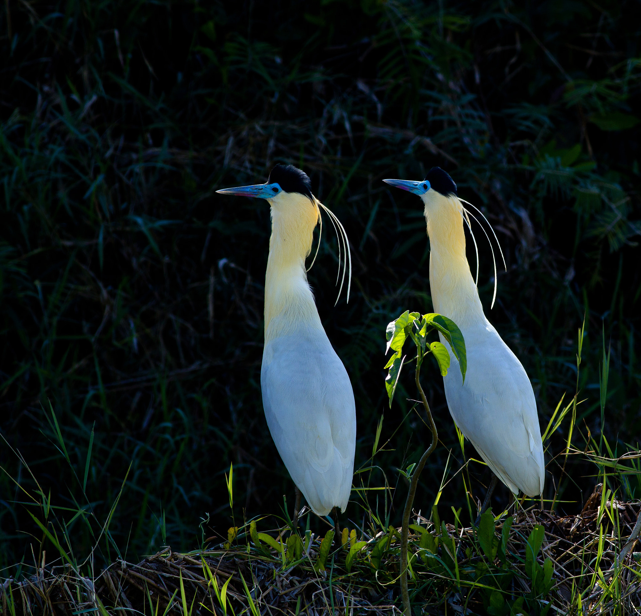 Canon EOS 550D (EOS Rebel T2i / EOS Kiss X4) + Canon EF 400mm F5.6L USM sample photo. Pilherodius pileatus photography