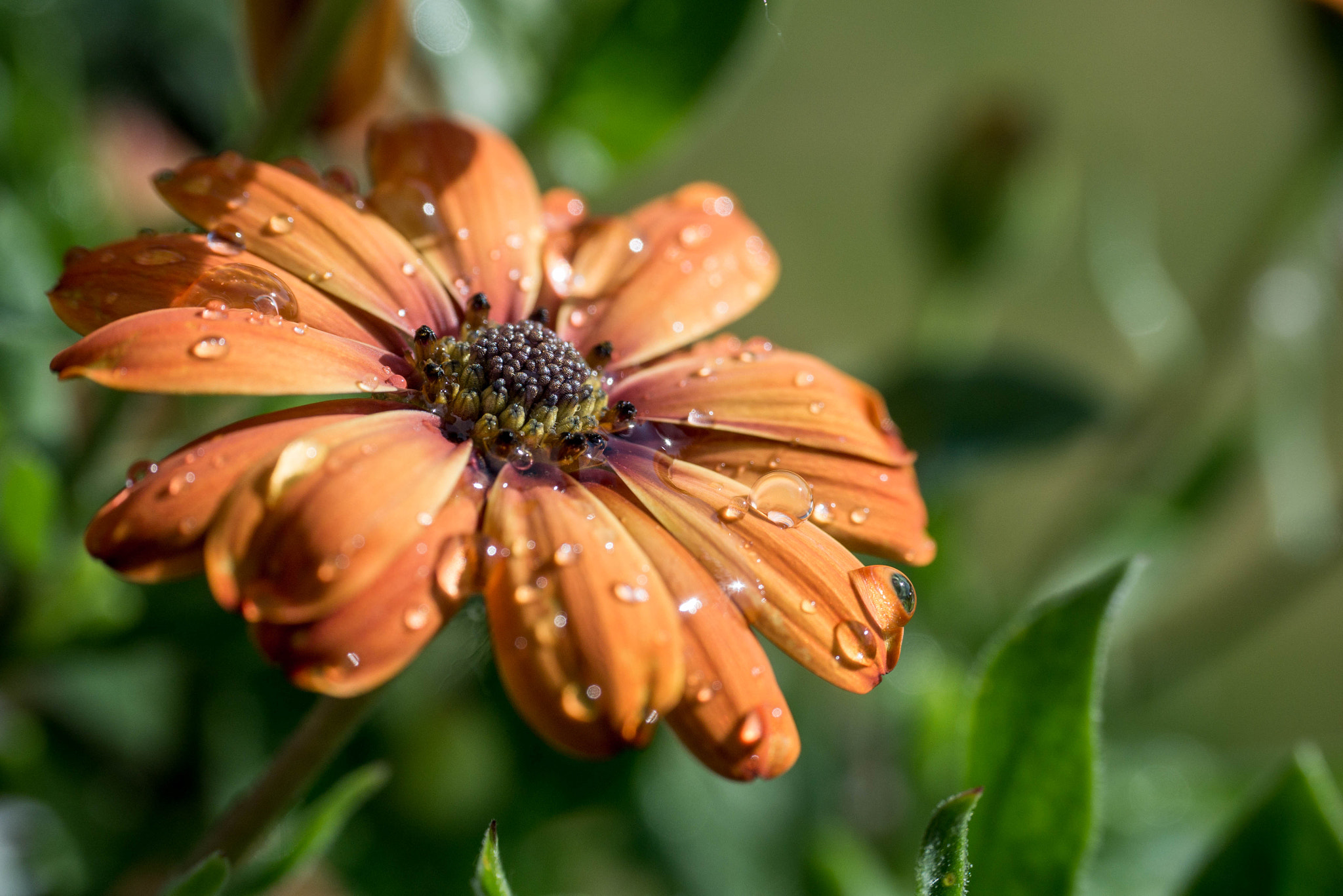 Panasonic Lumix DMC-G7 sample photo. 6-22-2016 - water droplets photography