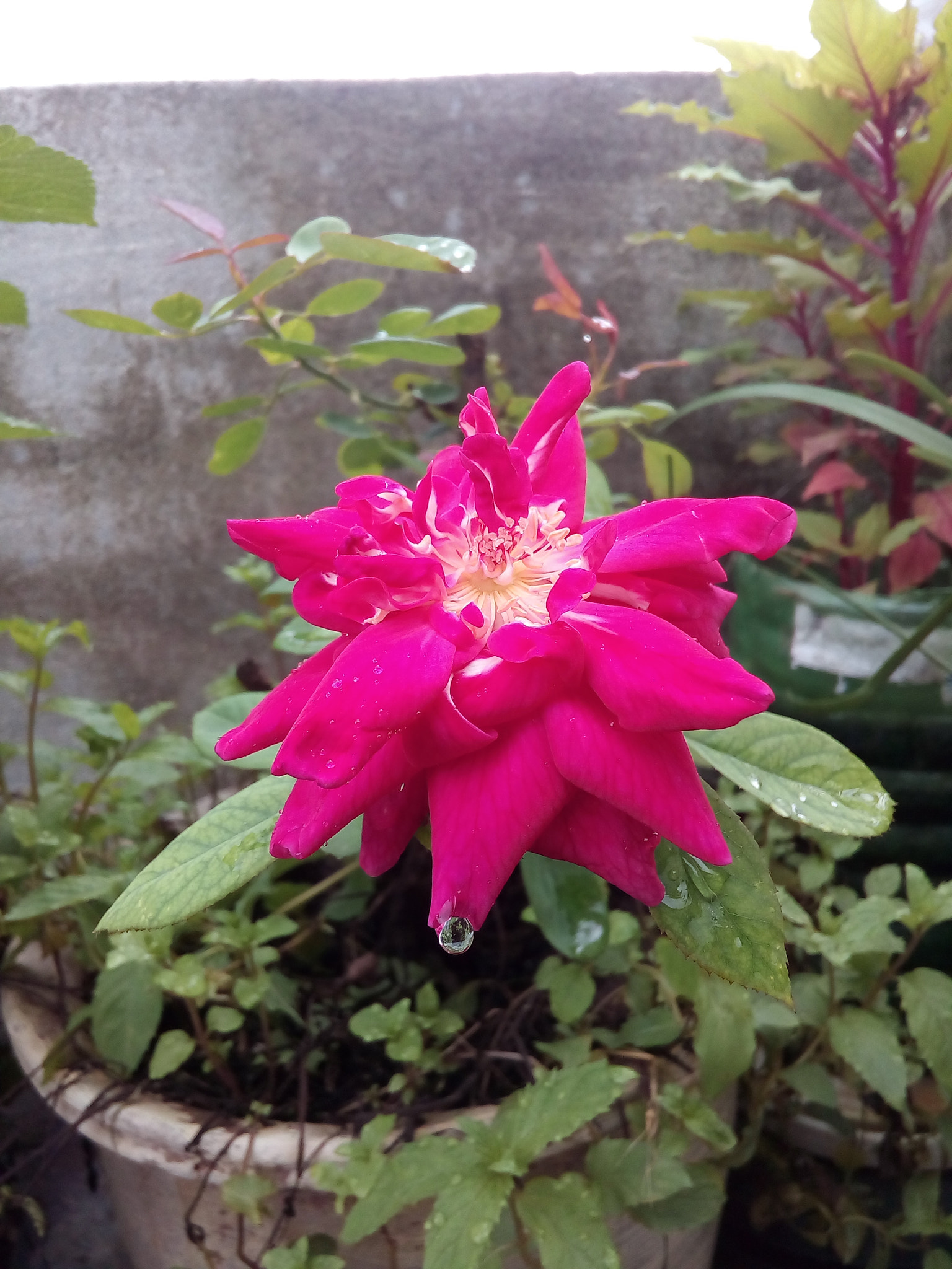Micromax Canvas Juice 4G sample photo. Tear of rose photography