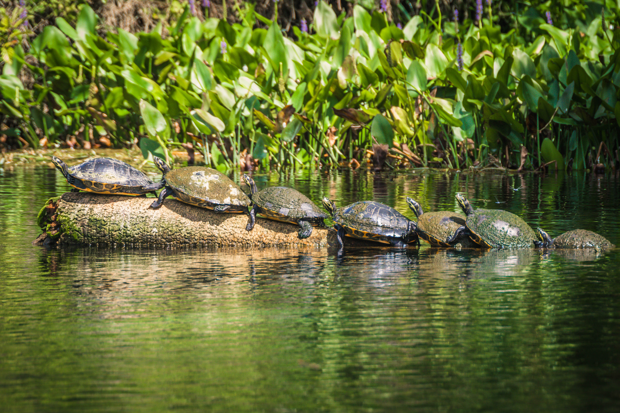 Pentax K-S2 + Sigma sample photo. 7 turtles photography