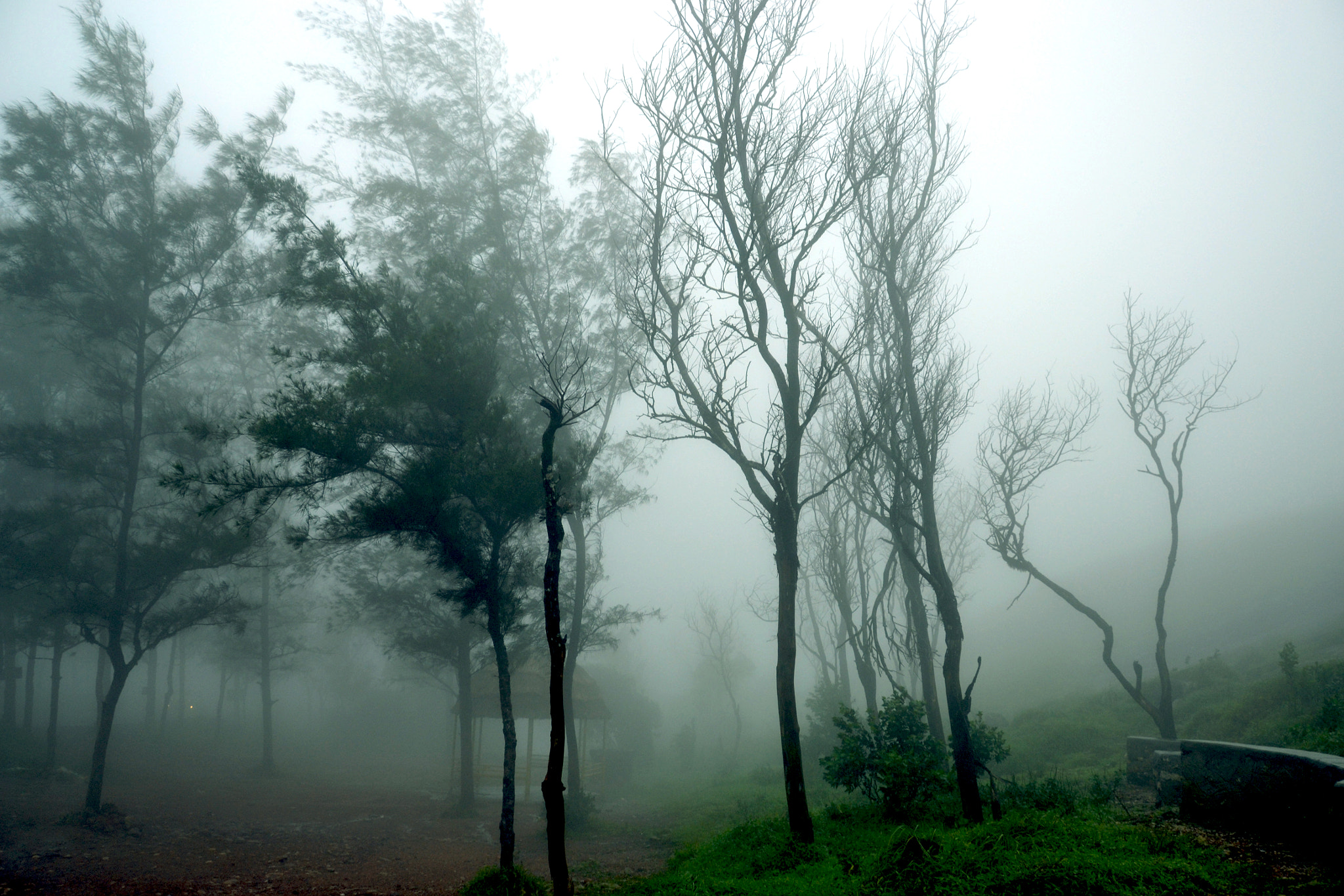 Nikon D3100 sample photo. Ponmudi hills, india photography