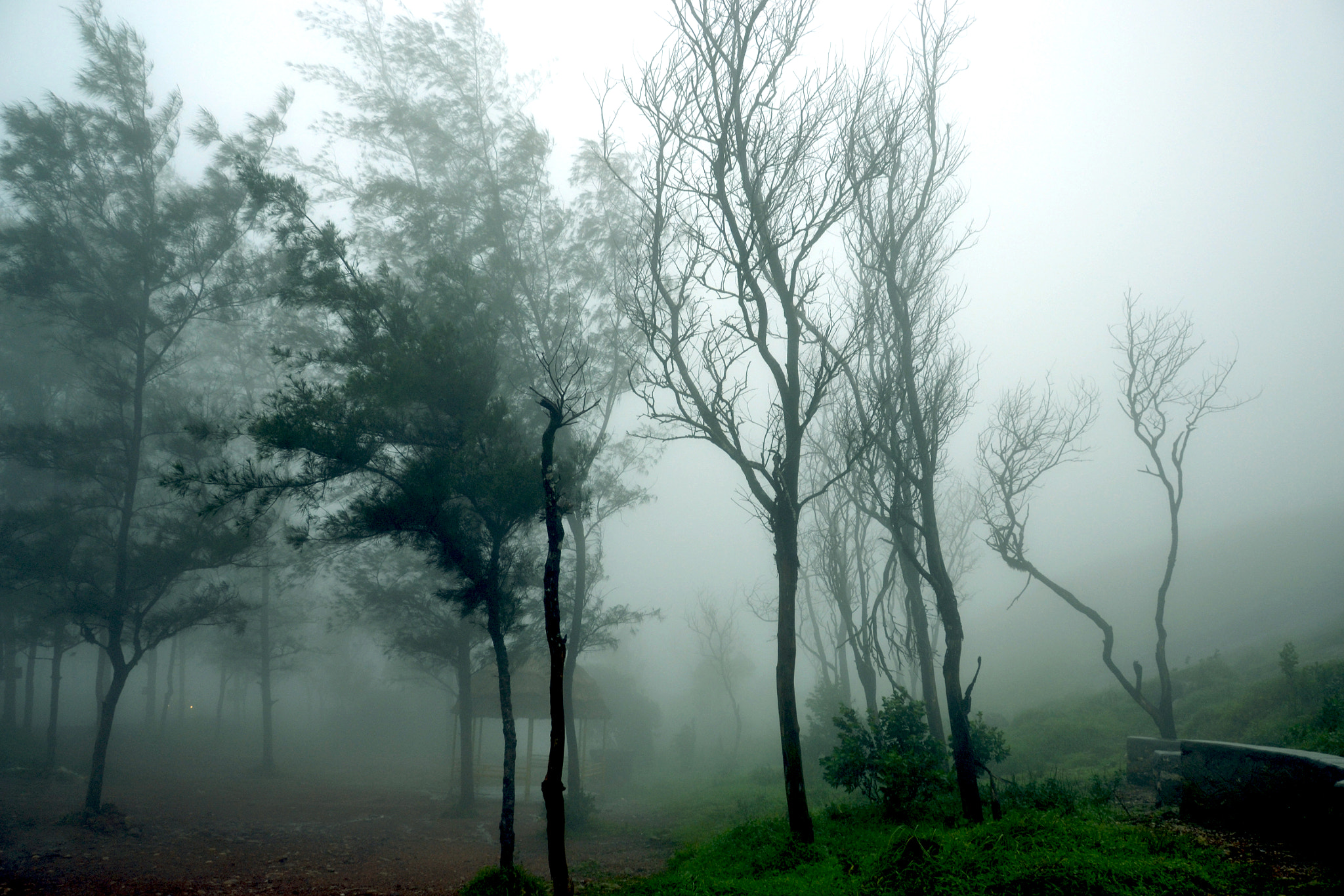 Nikon D3100 + Zoom-Nikkor 1200-1700mm f/5.6-8 P ED IF sample photo. Ponmudi hills, india photography