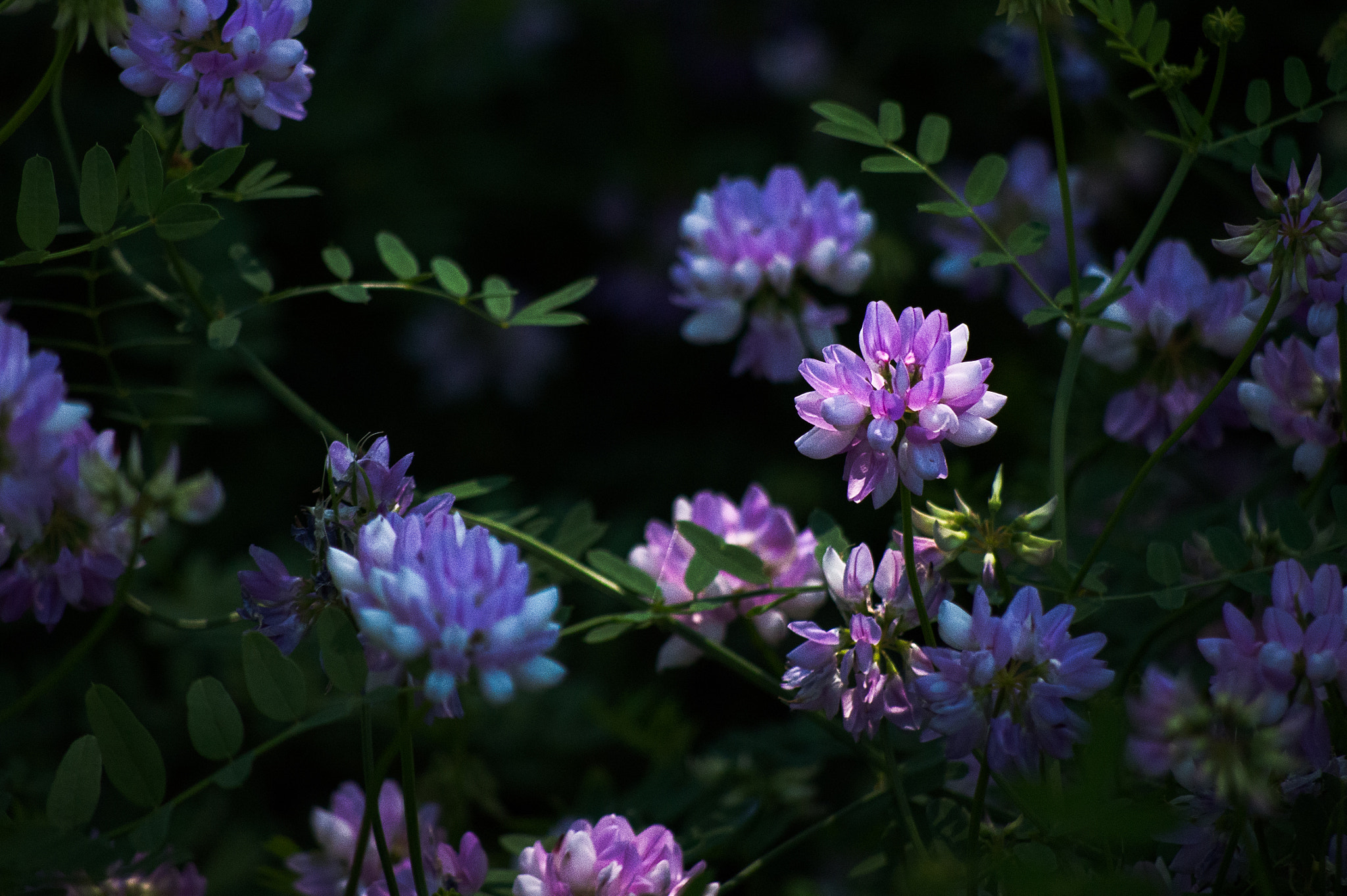 Olympus OM-D E-M5 + Panasonic Lumix G Vario 45-200mm F4-5.6 OIS sample photo. Crown vetch purple beauty photography