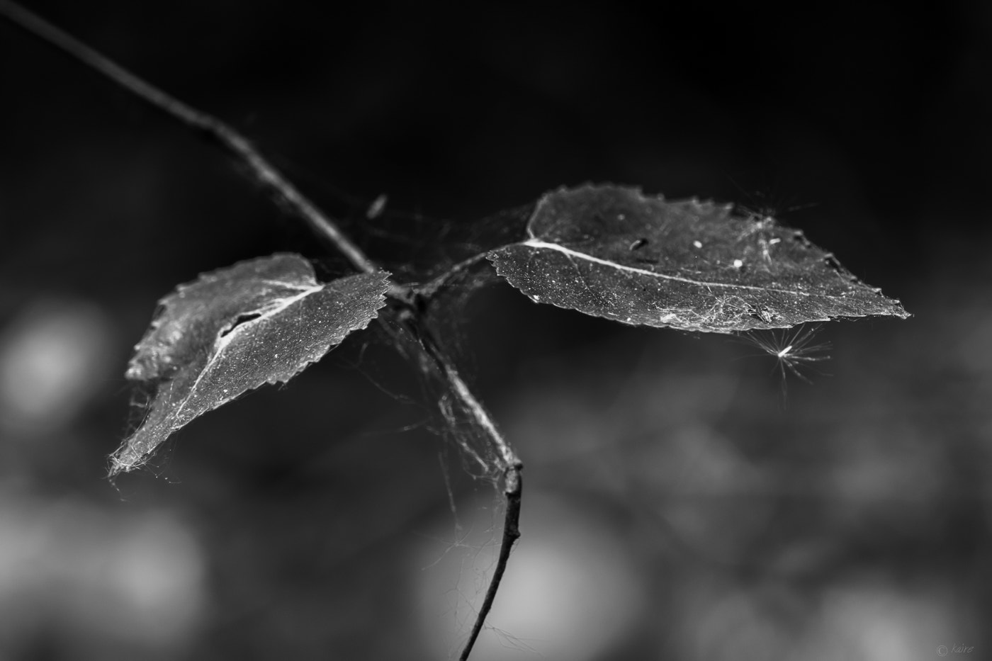 Sony SLT-A77 + 90mm F2.8 Macro SSM sample photo. Wings photography