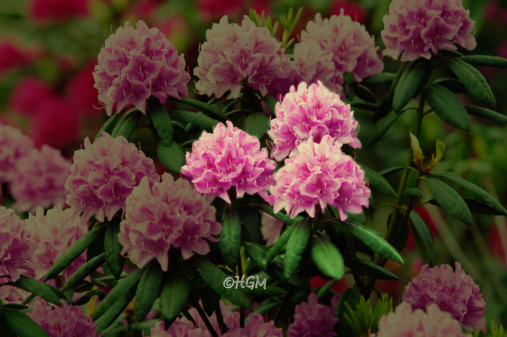 Sigma 70-200mm F2.8 EX DG Macro HSM II sample photo. Flowers photography