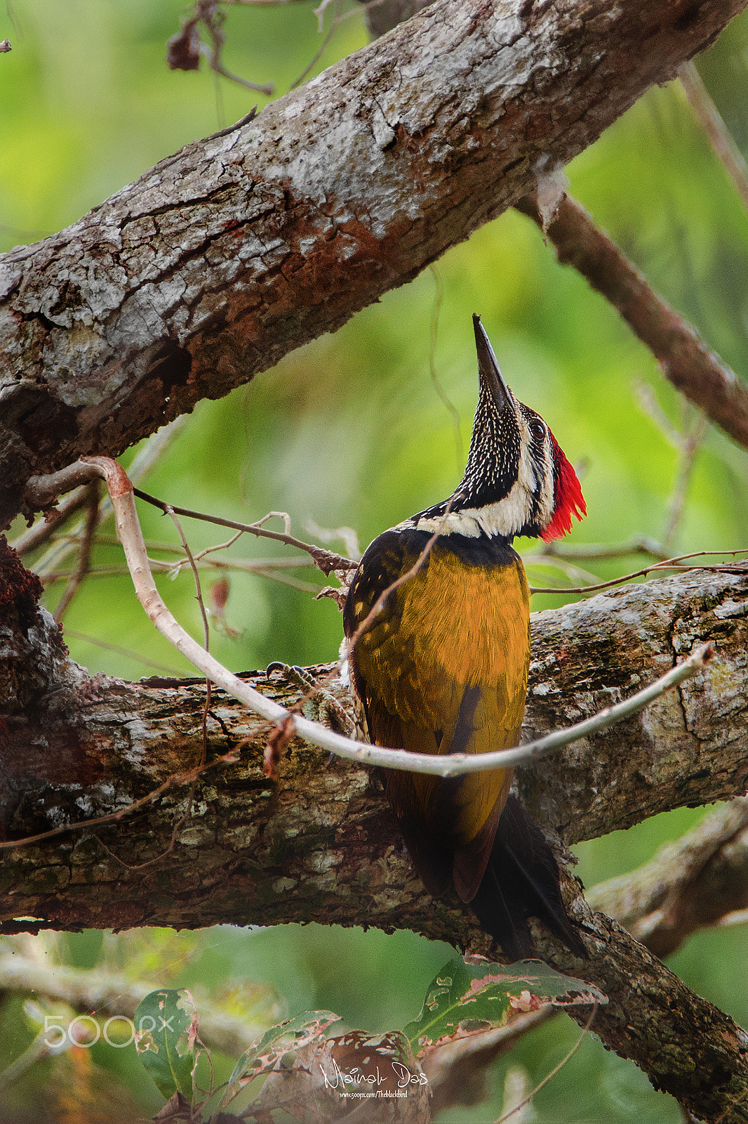 Nikon D5100 + Tamron SP 150-600mm F5-6.3 Di VC USD sample photo. Black rumped flameback photography