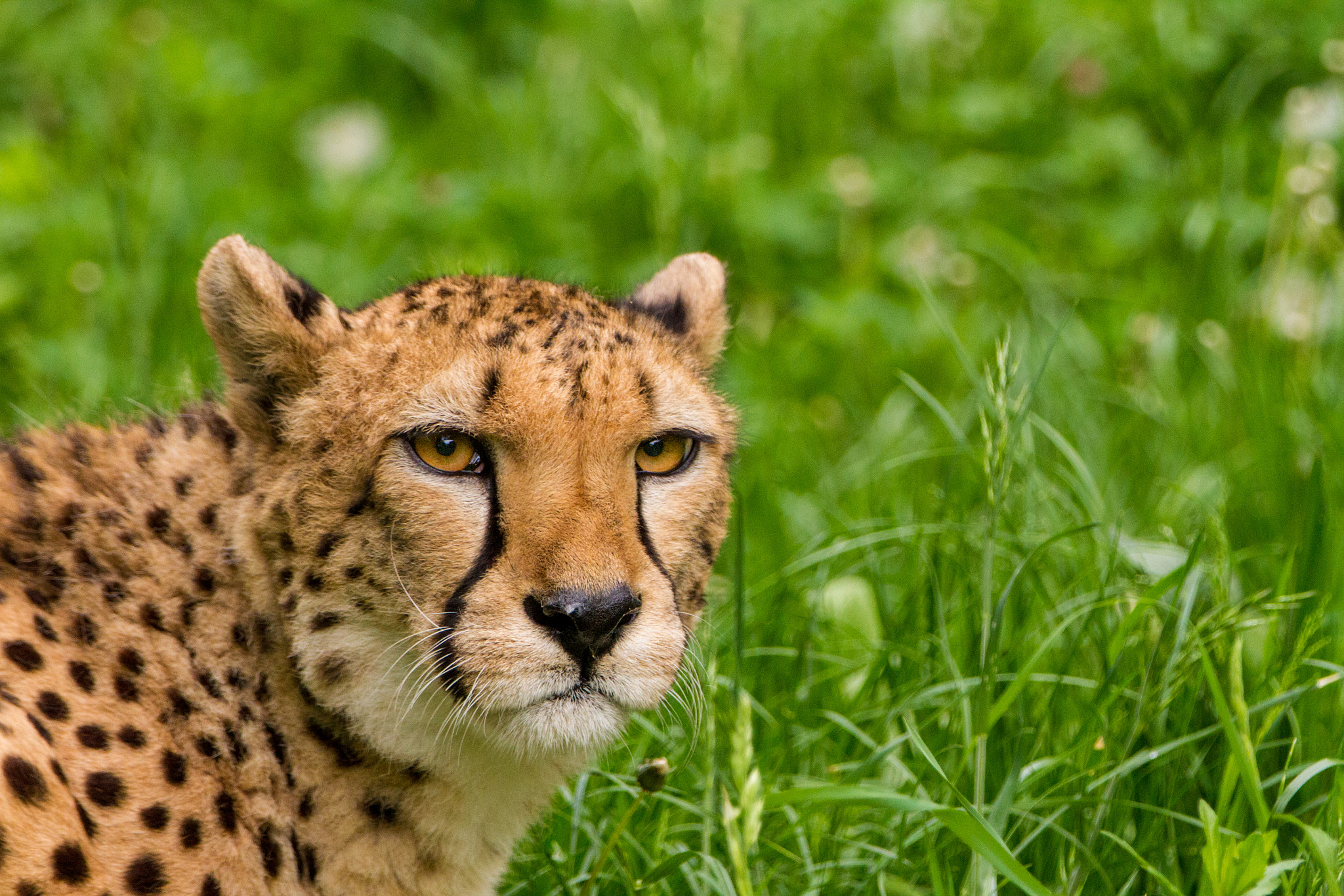 Canon EF 70-200mm F2.8L IS II USM sample photo. Cheetah photography