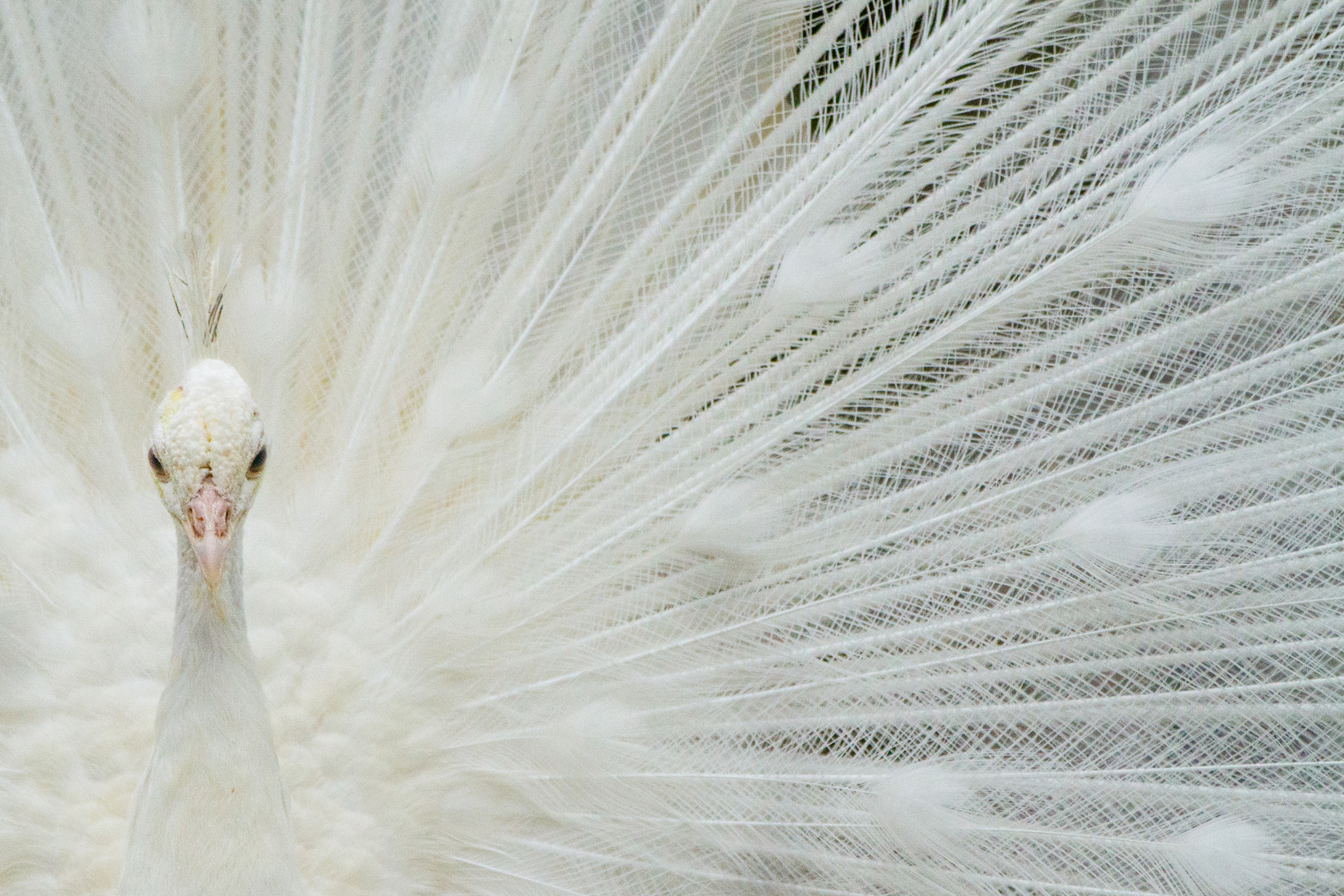 Canon EF 70-200mm F2.8L IS II USM sample photo. White peacock photography