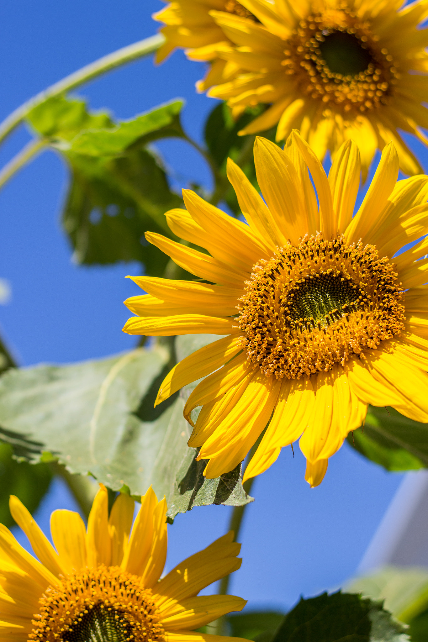 Canon EOS 100D (EOS Rebel SL1 / EOS Kiss X7) + Canon EF 50mm F1.8 II sample photo. Sunflowers photography