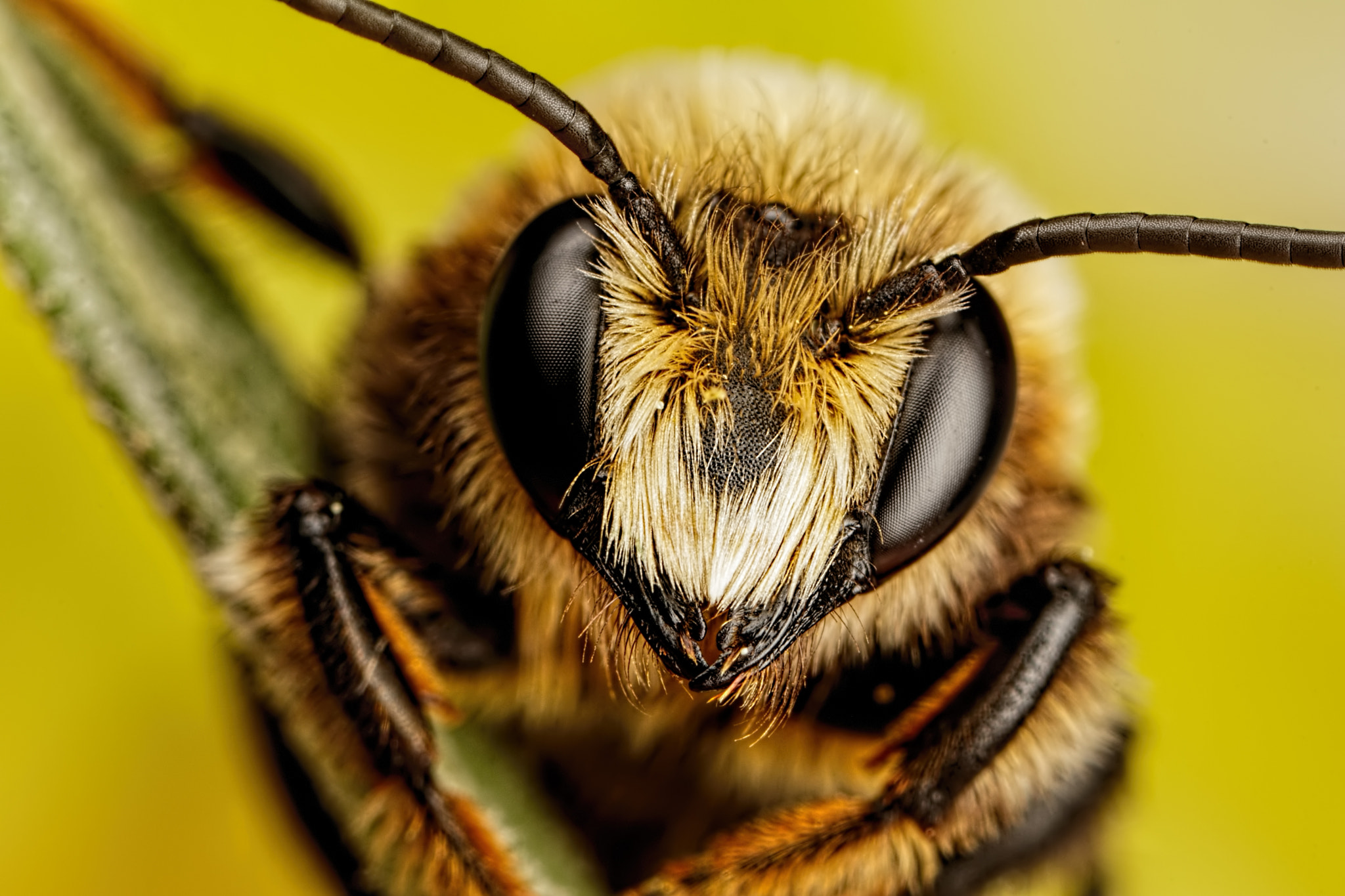 Canon MP-E 65mm F2.5 1-5x Macro Photo sample photo. Mason bee series 3-2 photography