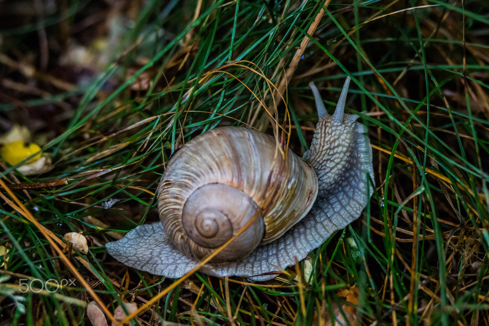 Tamron SP 150-600mm F5-6.3 Di VC USD sample photo. Escargot de bourgogne photography