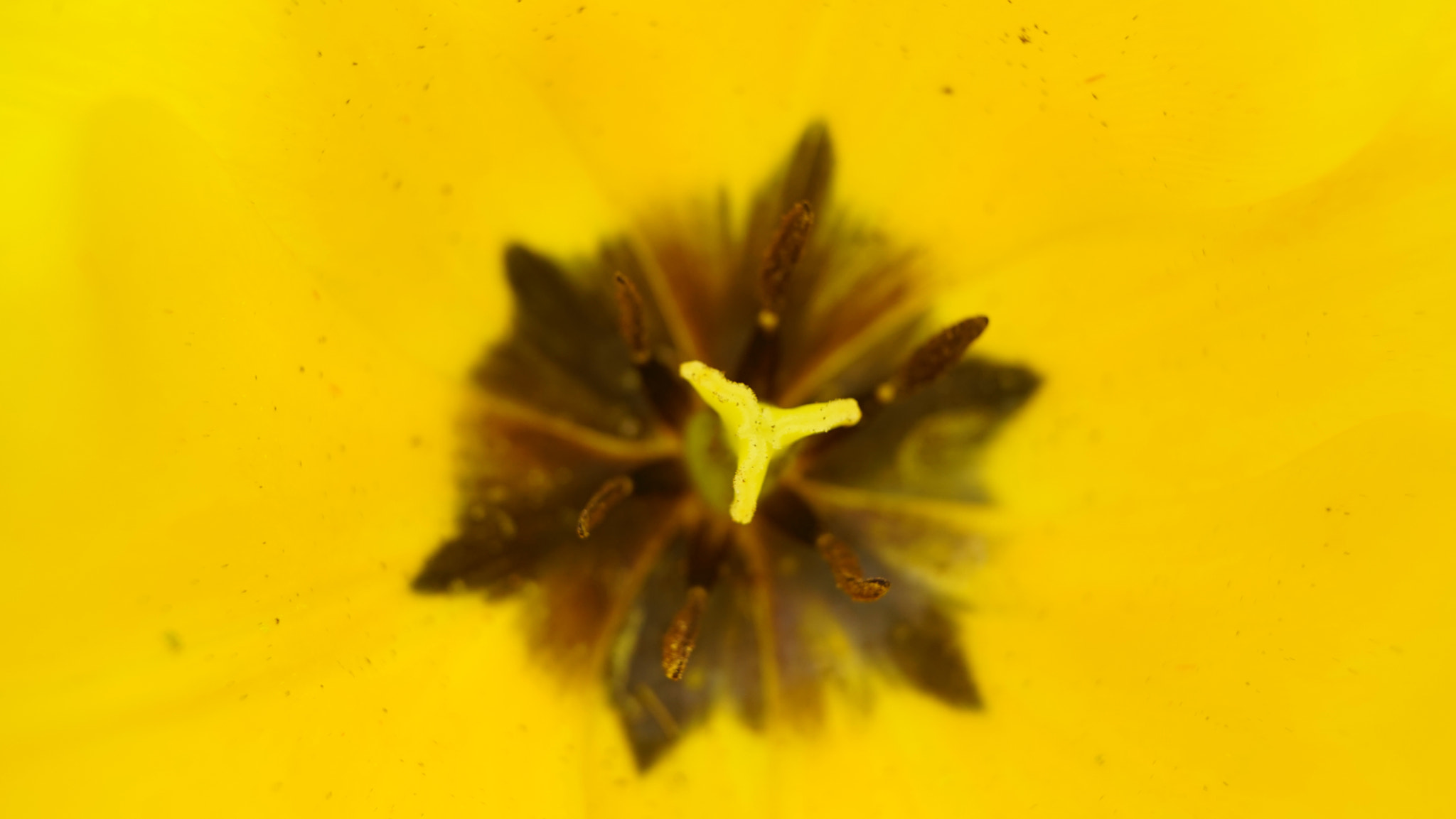 Tamron 18-200mm F3.5-6.3 Di III VC sample photo. Floral spaceship photography