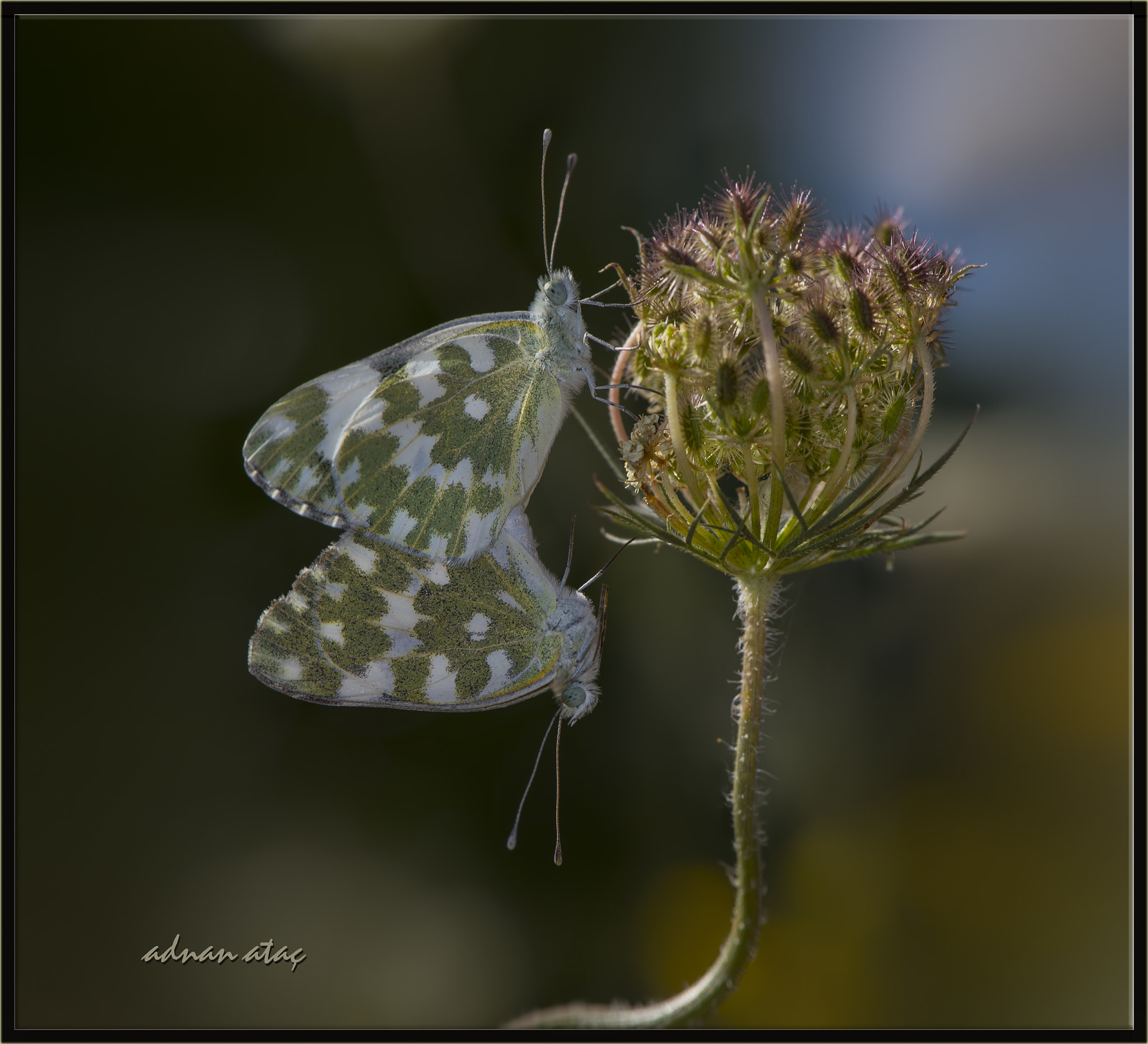 Nikon D5 sample photo. Yeni benekli melek - pontia edusa - eastern bath white photography