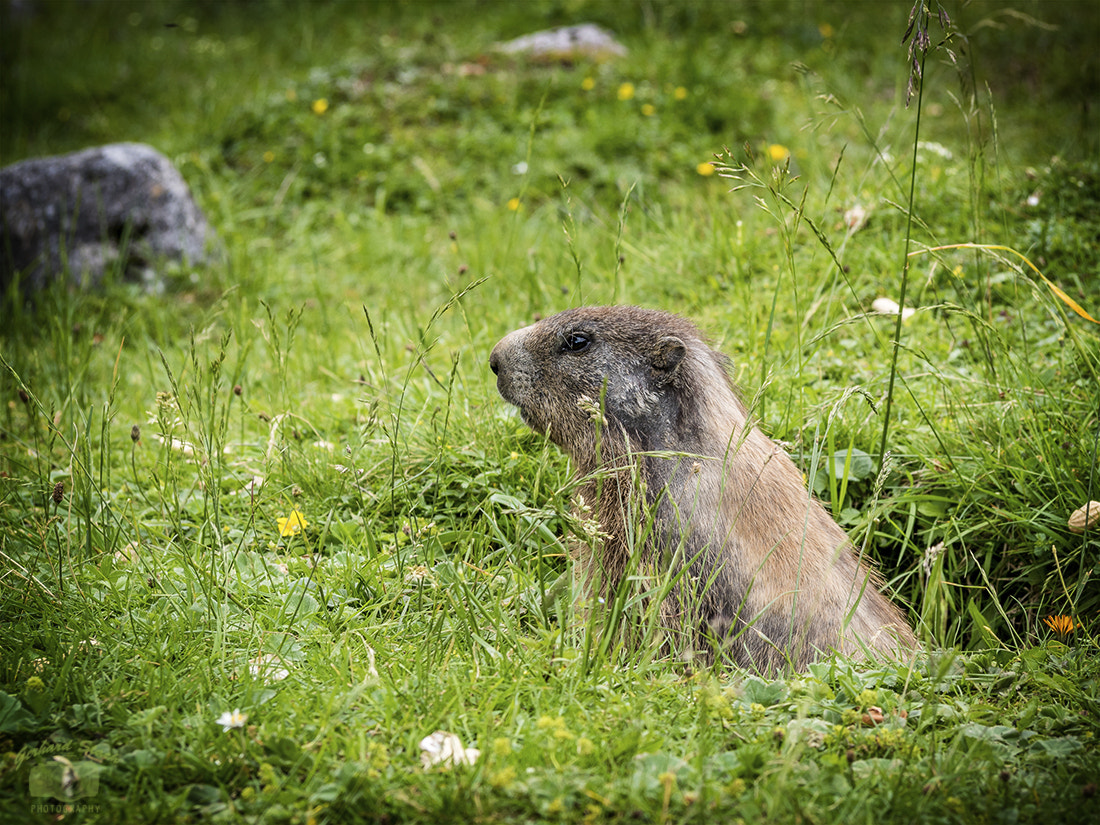 Olympus PEN E-PL7 sample photo. Marmot photography