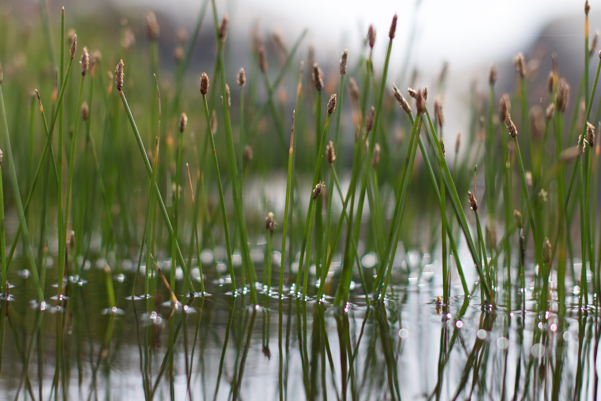 Sigma 50mm F1.4 EX DG HSM sample photo. Reflections photography