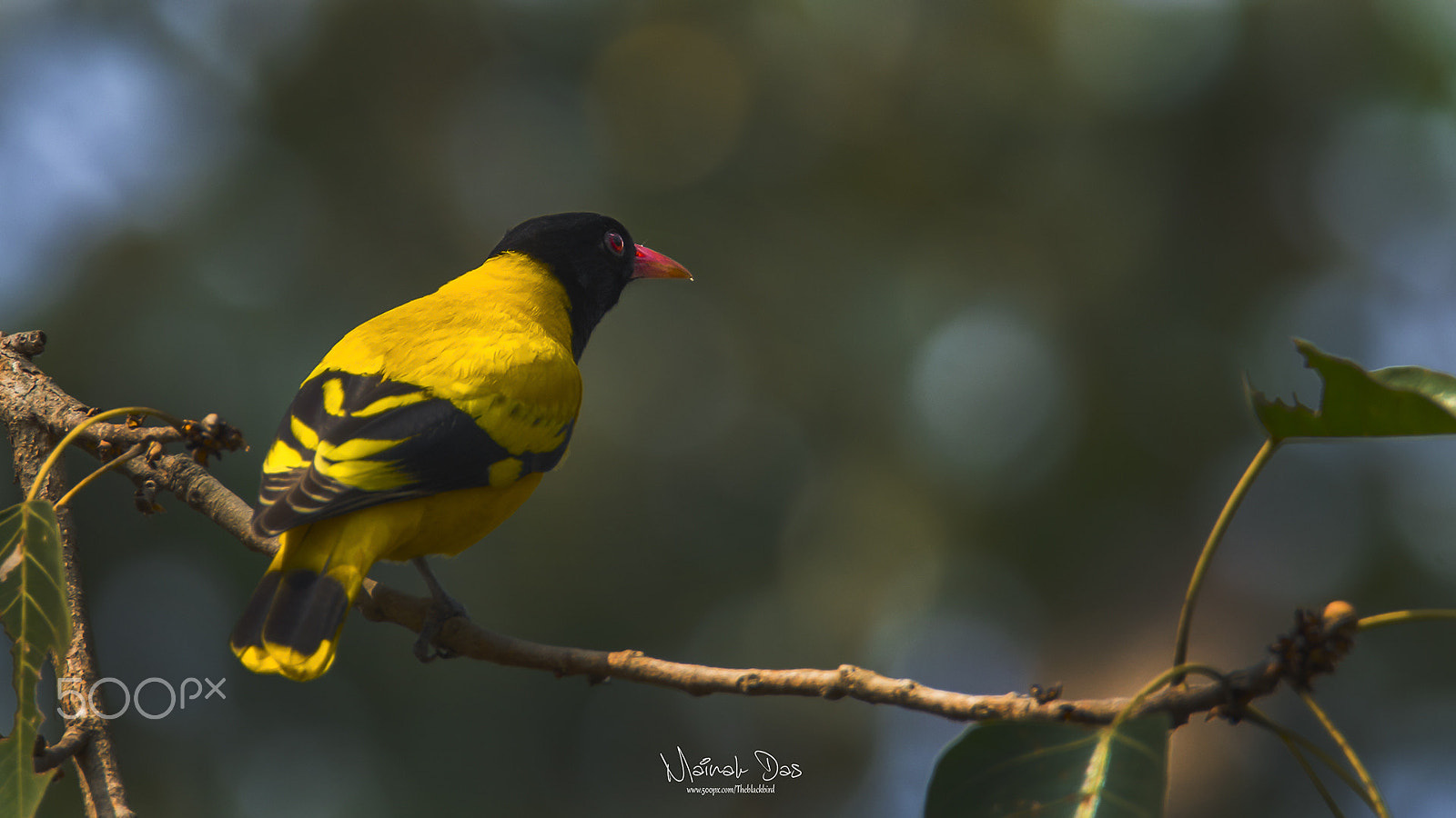 Nikon D5100 + Tamron SP 150-600mm F5-6.3 Di VC USD sample photo. Black hooded oriole photography