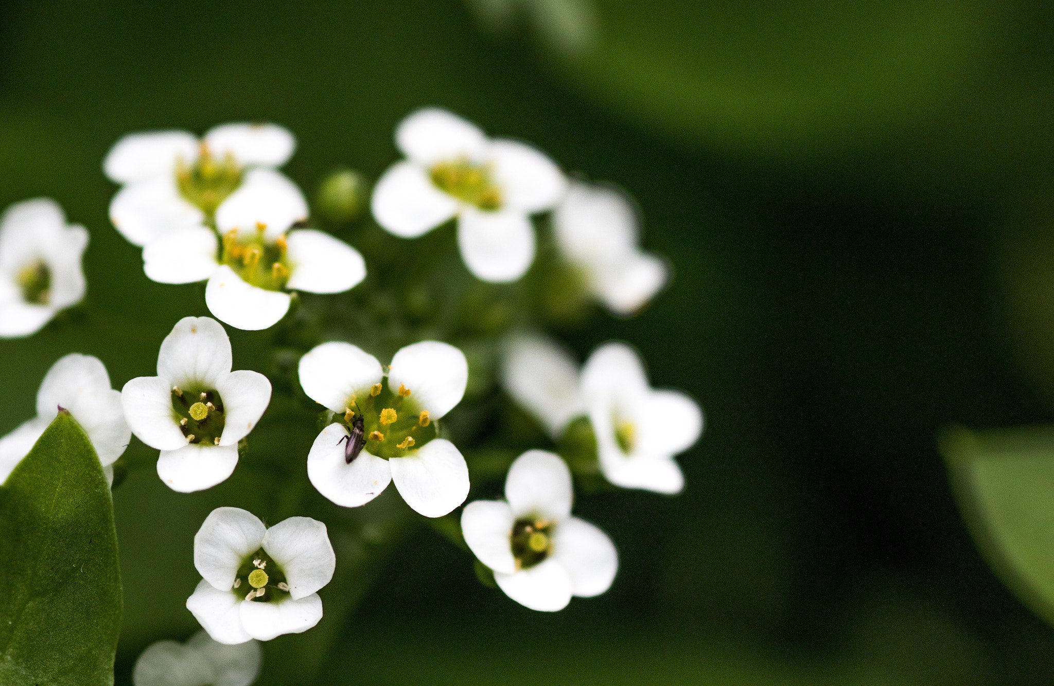 Tamron SP AF 90mm F2.8 Di Macro sample photo. Little flowers... photography