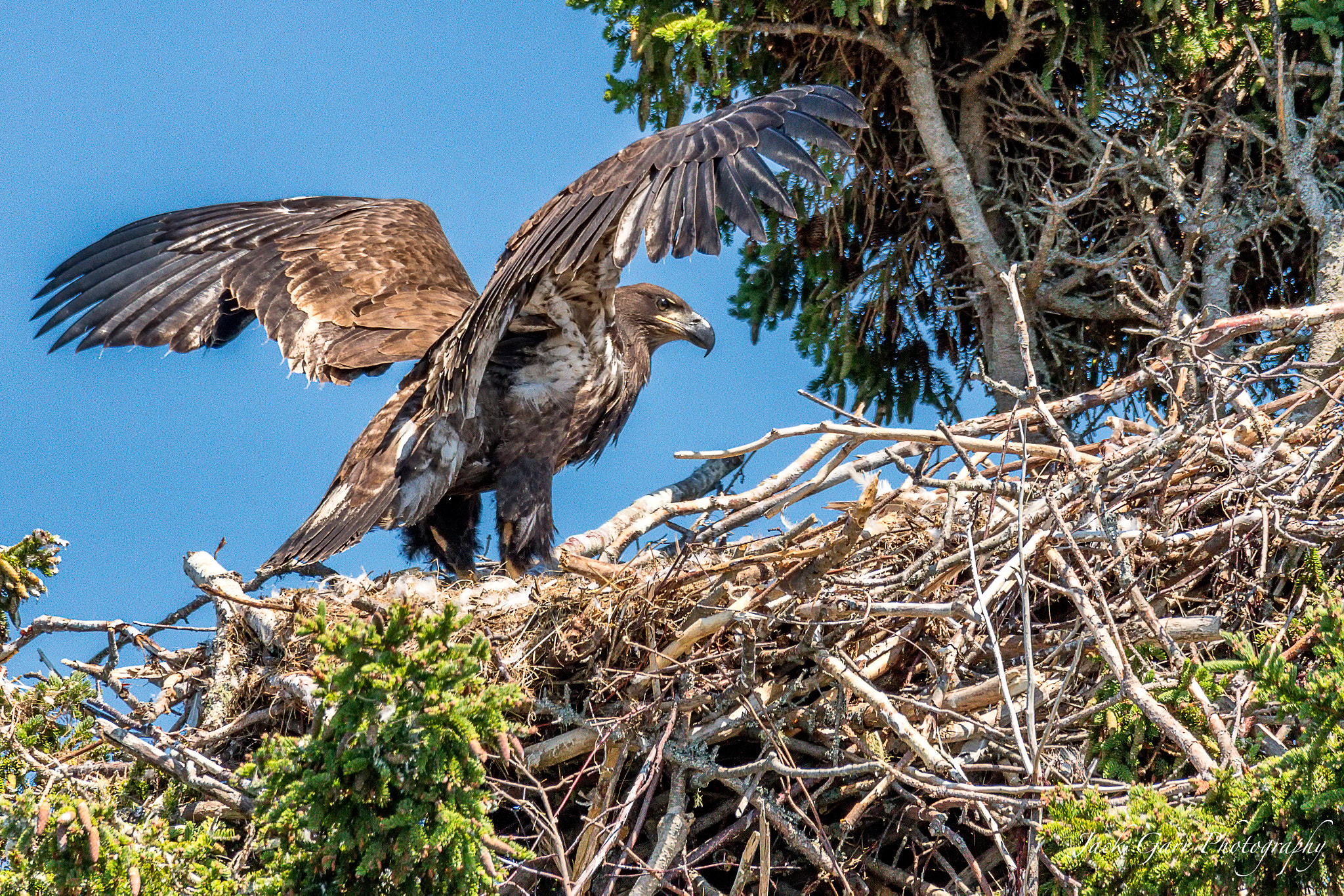 Canon EOS 5DS + 150-600mm F5-6.3 DG OS HSM | Sports 014 sample photo. Bald eagle eaglet testing wings 3 photography
