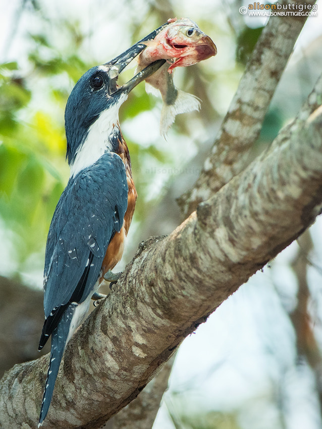 Canon EOS 7D Mark II + Canon EF 200-400mm F4L IS USM Extender 1.4x sample photo. Ringed kingfisher with lunch photography