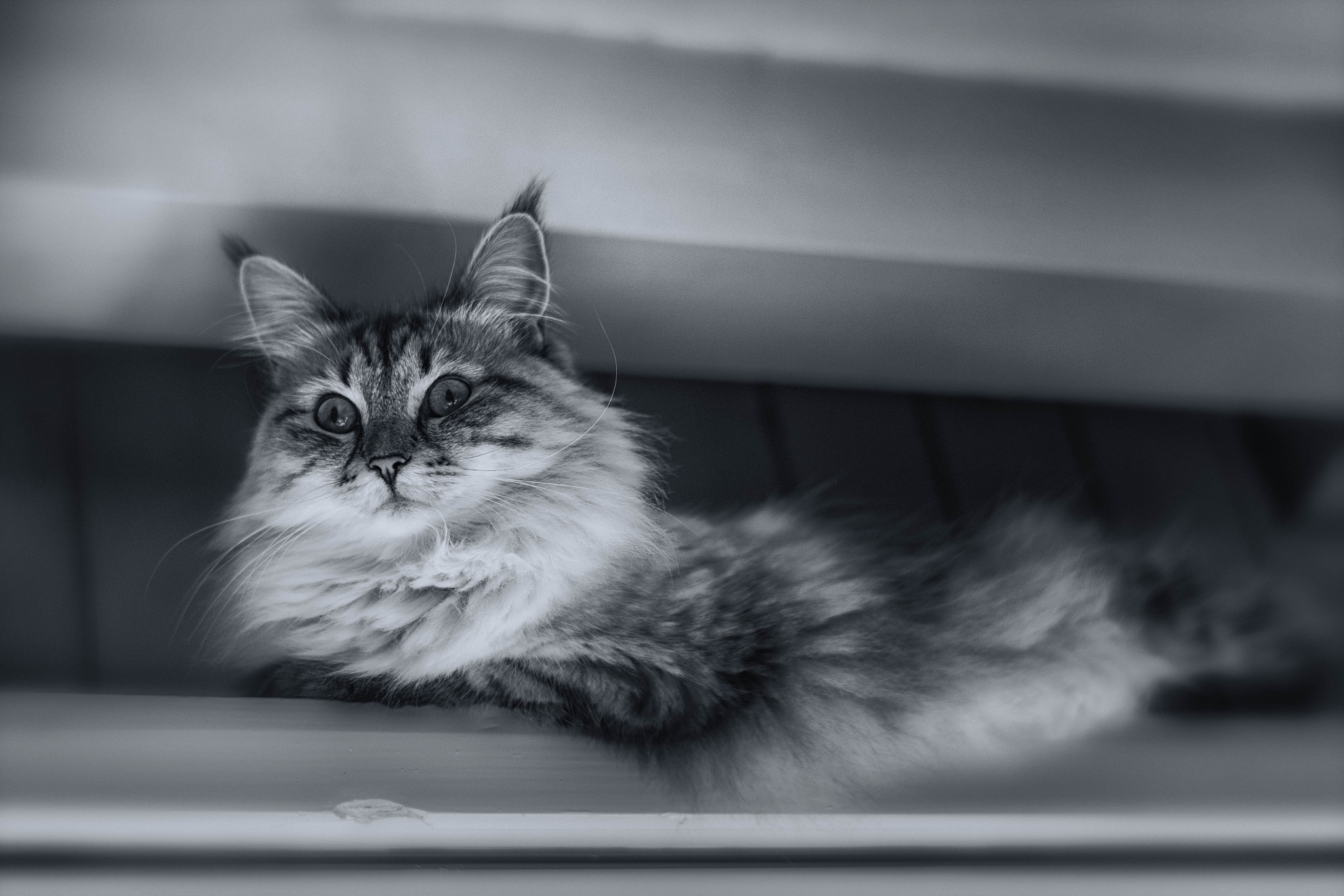 Nikon AF-S Nikkor 58mm F1.4G sample photo. Princess cassiopeia - star of meditation photography