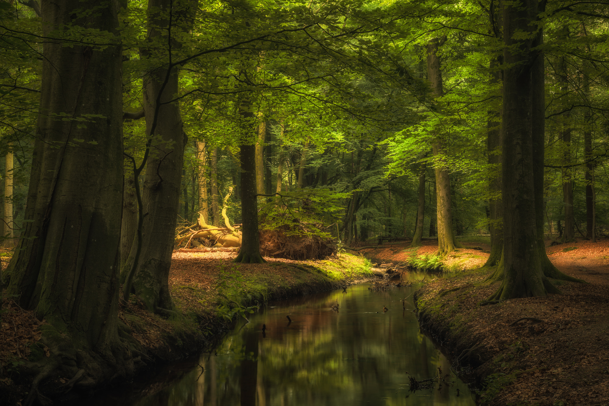 Nikon D800 + AF Nikkor 50mm f/1.8 sample photo. Stream in the forest photography