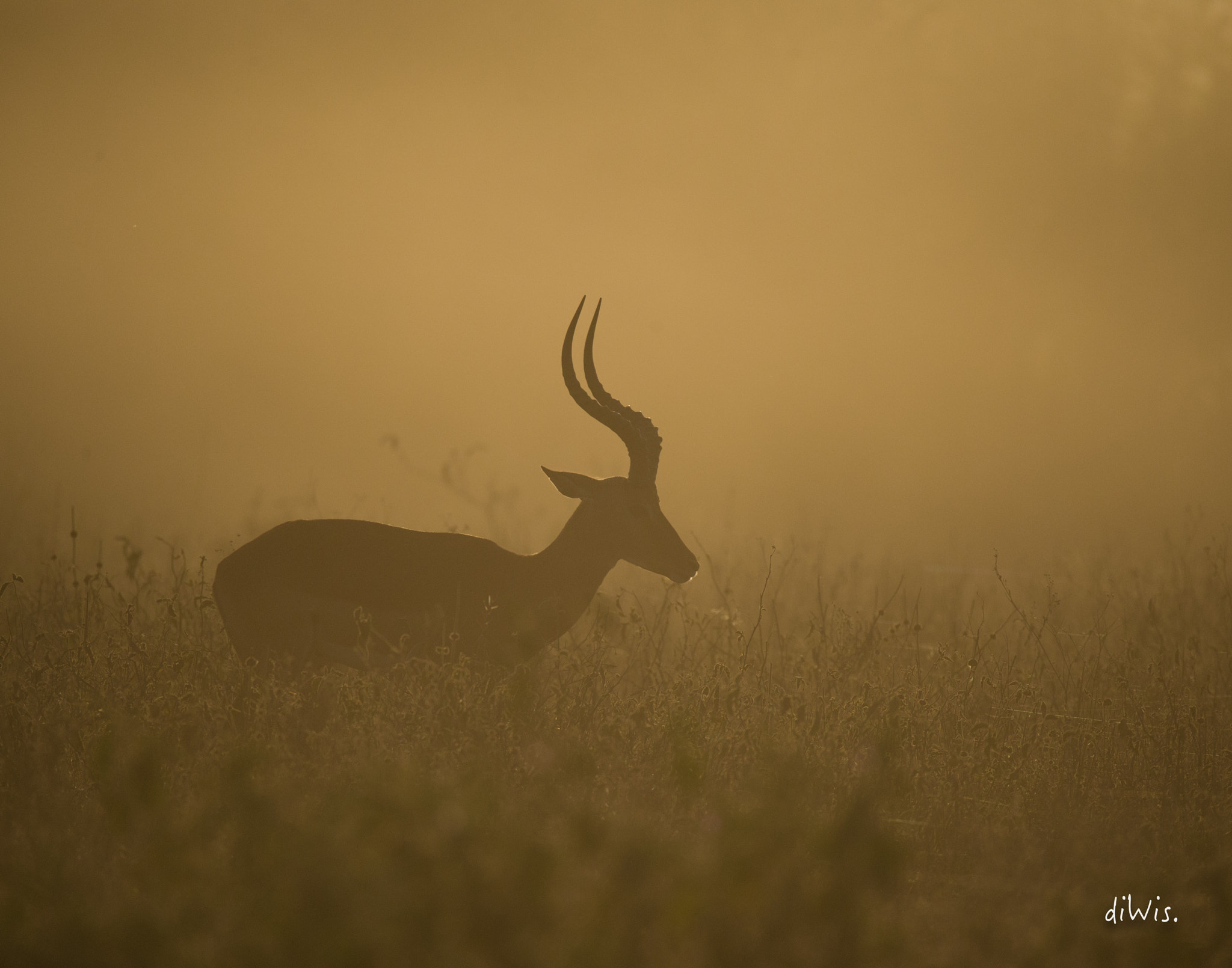 Sigma 150-600mm F5-6.3 DG OS HSM | S sample photo. Wild morning photography