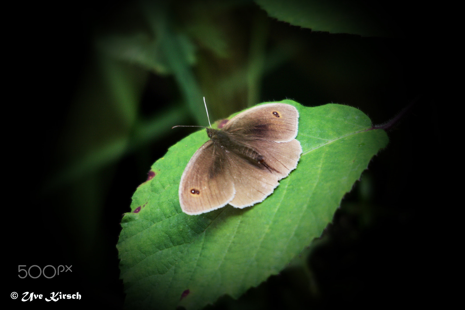 Sigma 150-500mm F5-6.3 DG OS HSM sample photo. Meadow brown photography