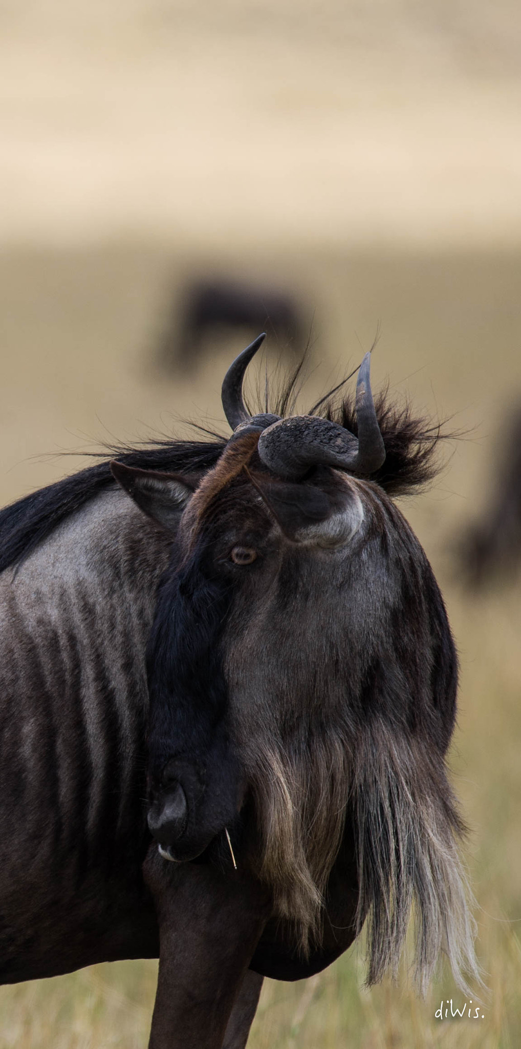Sigma 150-600mm F5-6.3 DG OS HSM | S sample photo. Out there photography