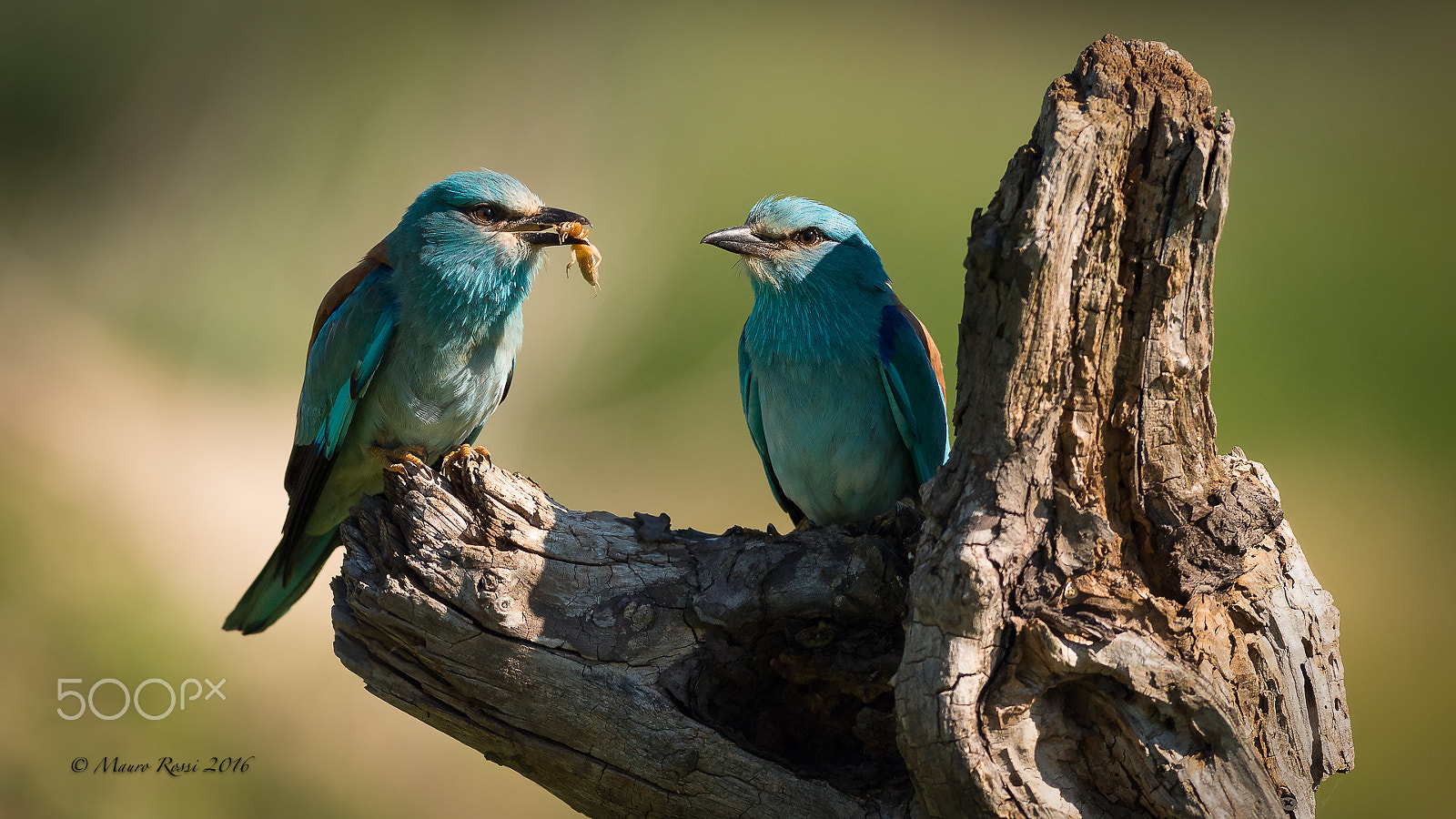 Nikon AF-S Nikkor 300mm F2.8G ED VR II sample photo. The exchange of food between two european rollers photography