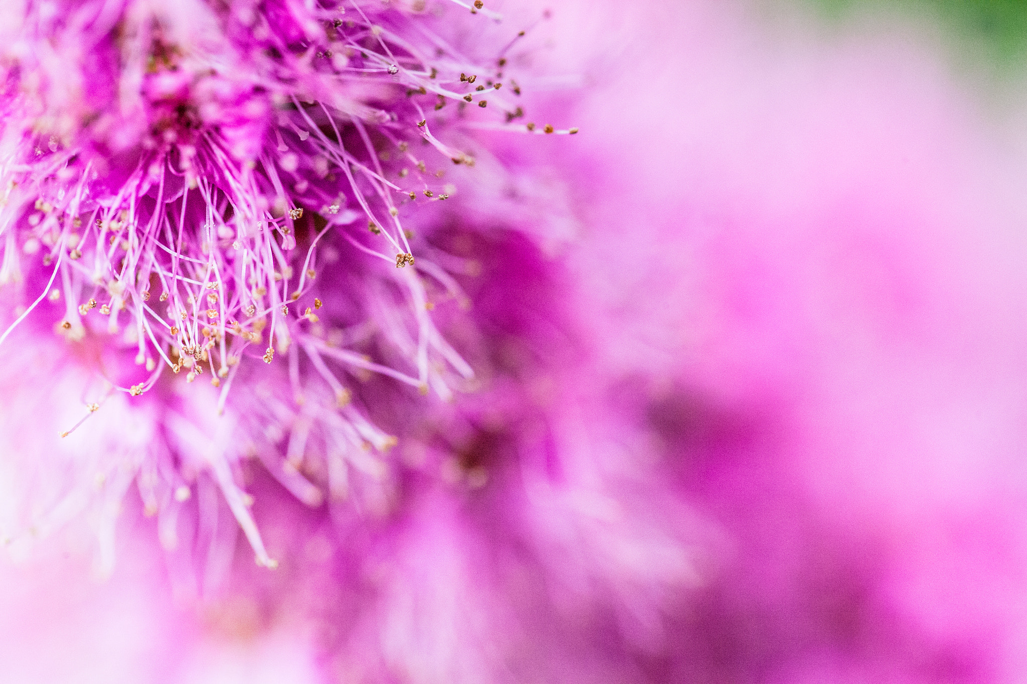 Canon EOS 5D + Canon EF 100mm F2.8L Macro IS USM sample photo. Flowerspotting photography