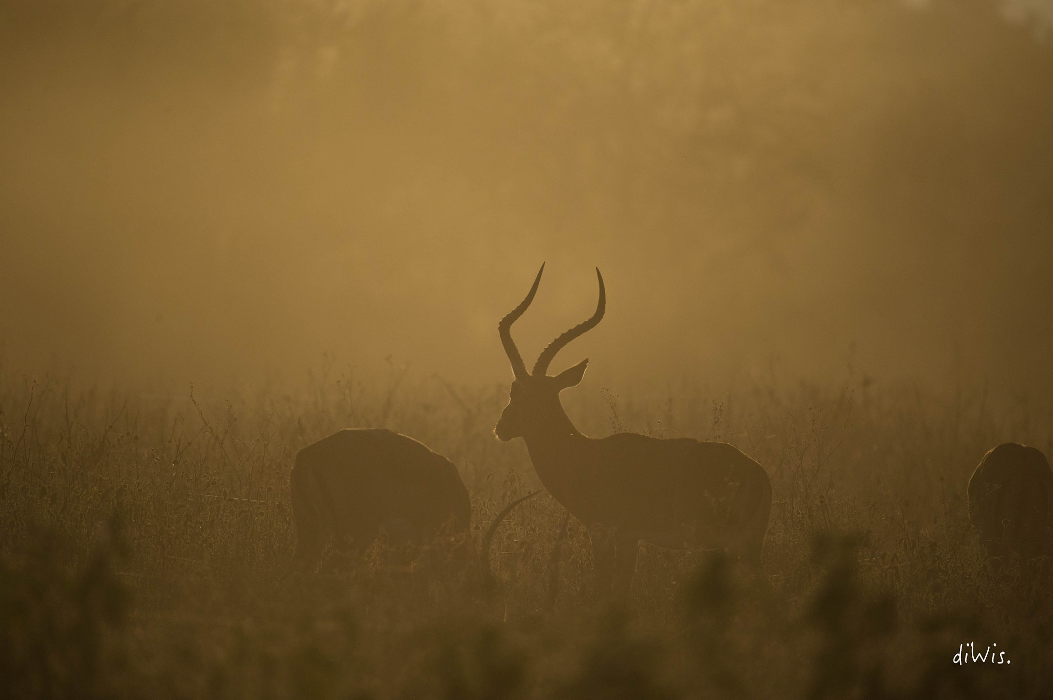 Sigma 150-600mm F5-6.3 DG OS HSM | S sample photo. Morning meeting photography