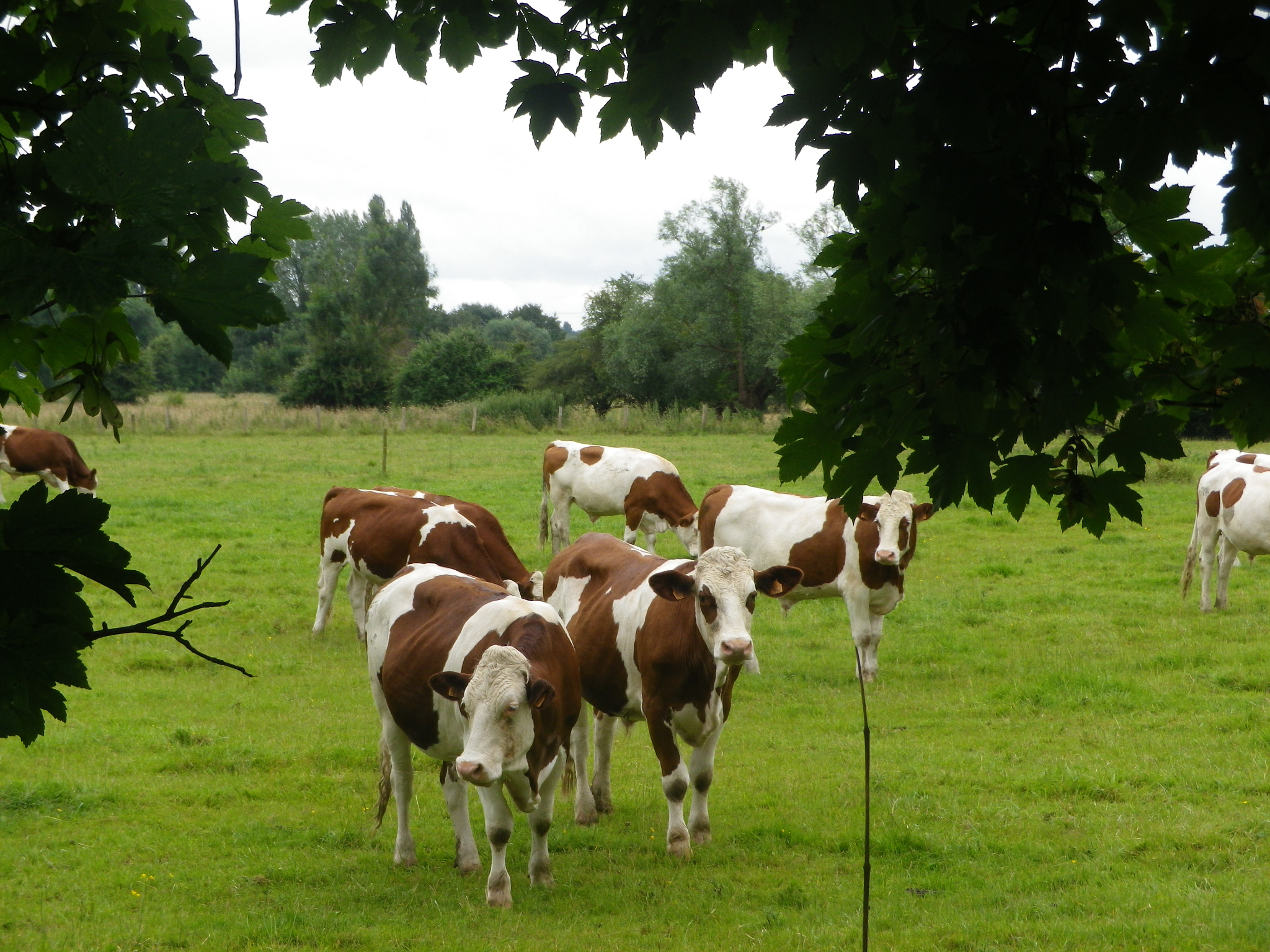 Pentax Optio RZ18 sample photo. Vaches normandes photography