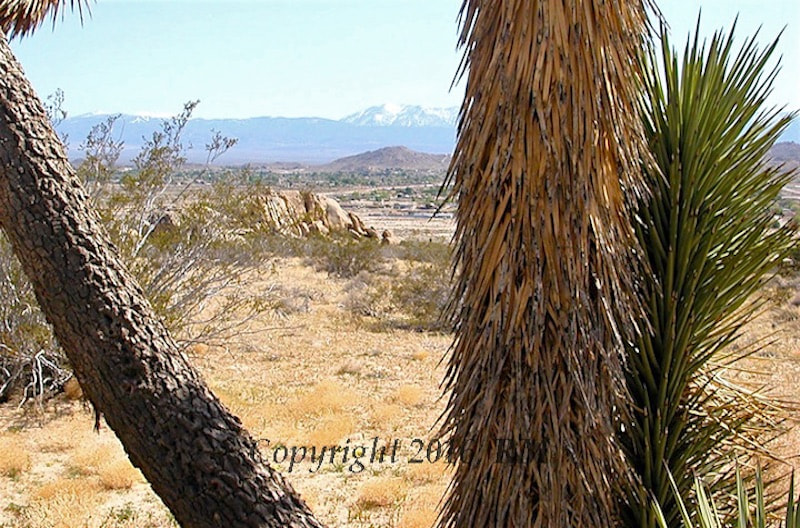 Nikon E2500 sample photo. Yucca tree view photography