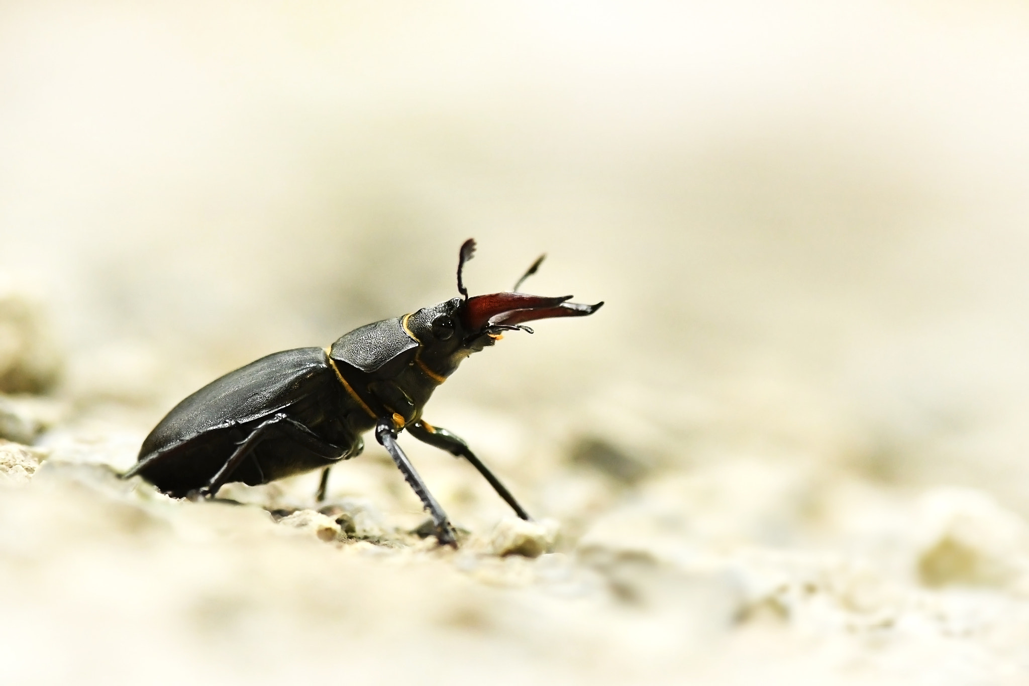 AF Zoom-Nikkor 35-70mm f/3.3-4.5 N sample photo. Stag-beetle photography