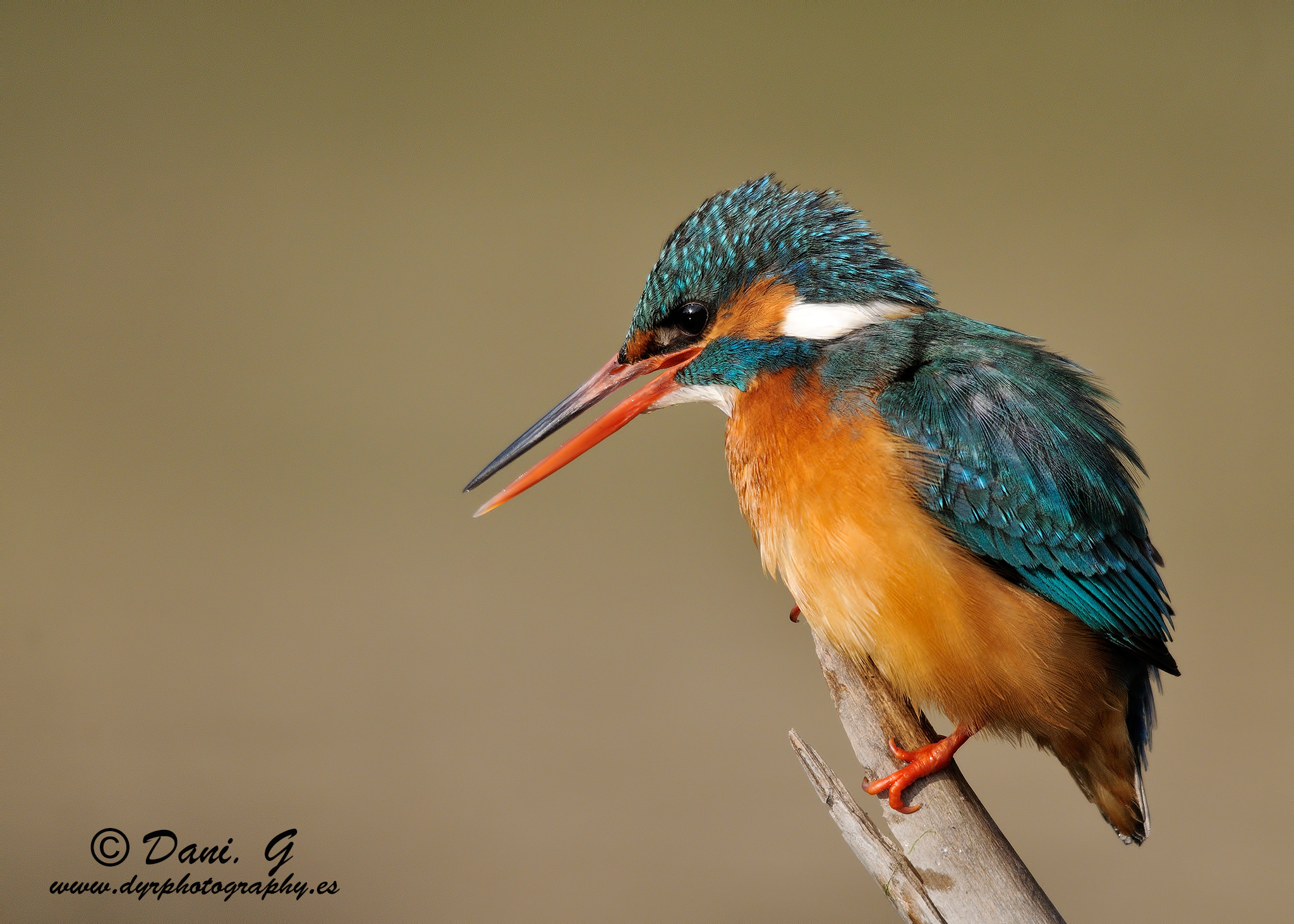 Sigma 150-500mm F5-6.3 DG OS HSM sample photo. Sª martina photography